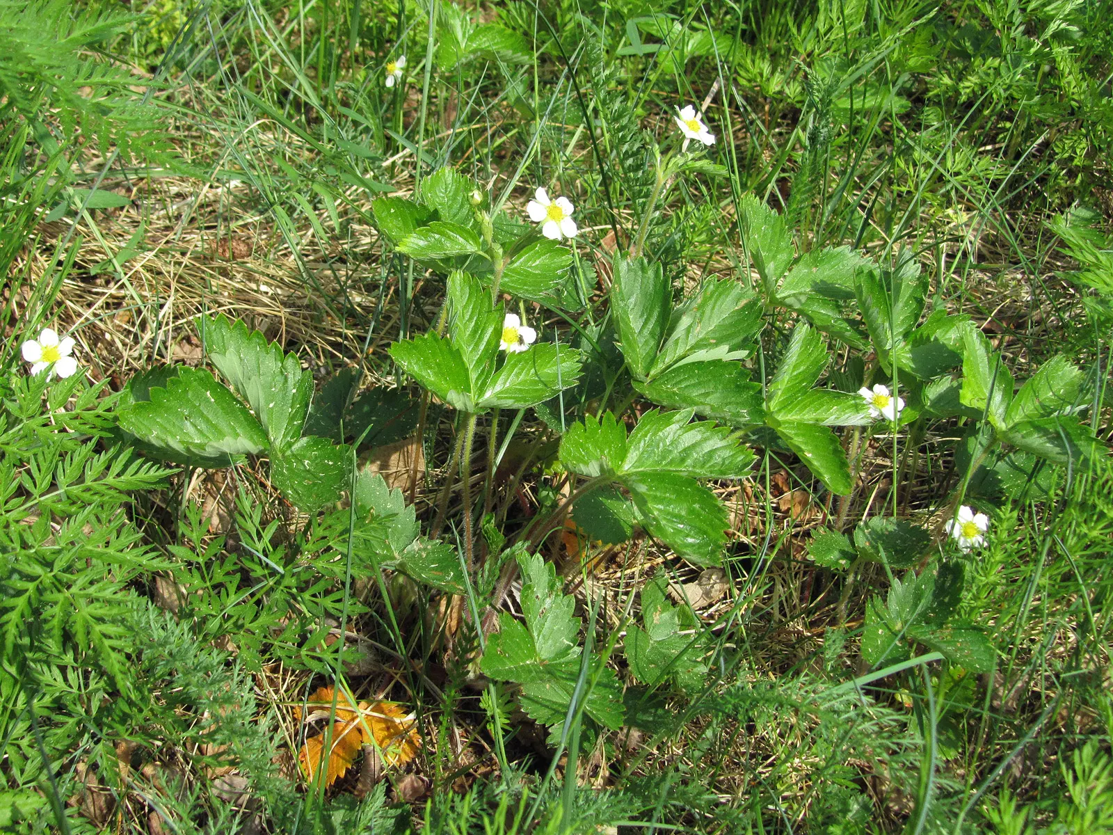 Woodland Strawberry (Fragaria Vesca Ssp. Californica) — ground cover / perennial with white blooms; yet exceedingly flavorful, image 74