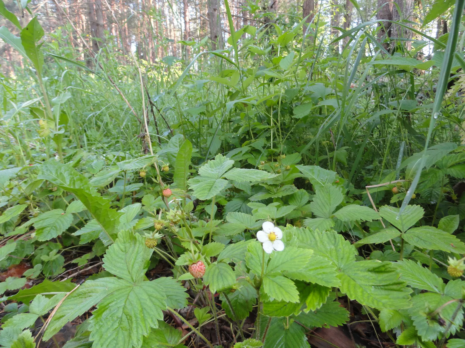 Woodland Strawberry (Fragaria Vesca Ssp. Californica) — and can act as an effective erosion control agent on slopes; the Woodland Strawberry is, image 71
