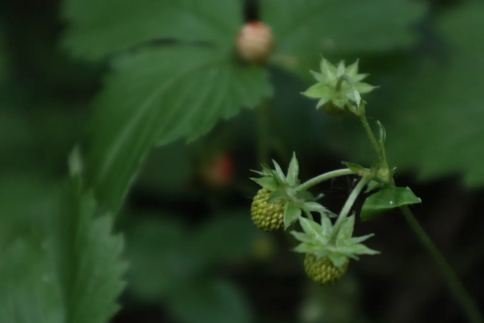 Woodland Strawberry (Fragaria Vesca Ssp. Californica) — drought-resistant once established; making it versatile for various garden, image 70