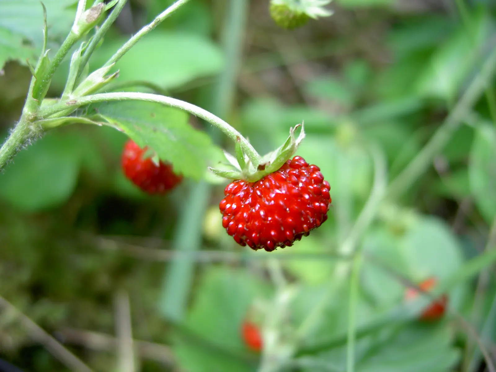 Woodland Strawberry (Fragaria Vesca Ssp. Californica) — including birds and butterflies; the fruit appeals not only to the human palate but also, image 67