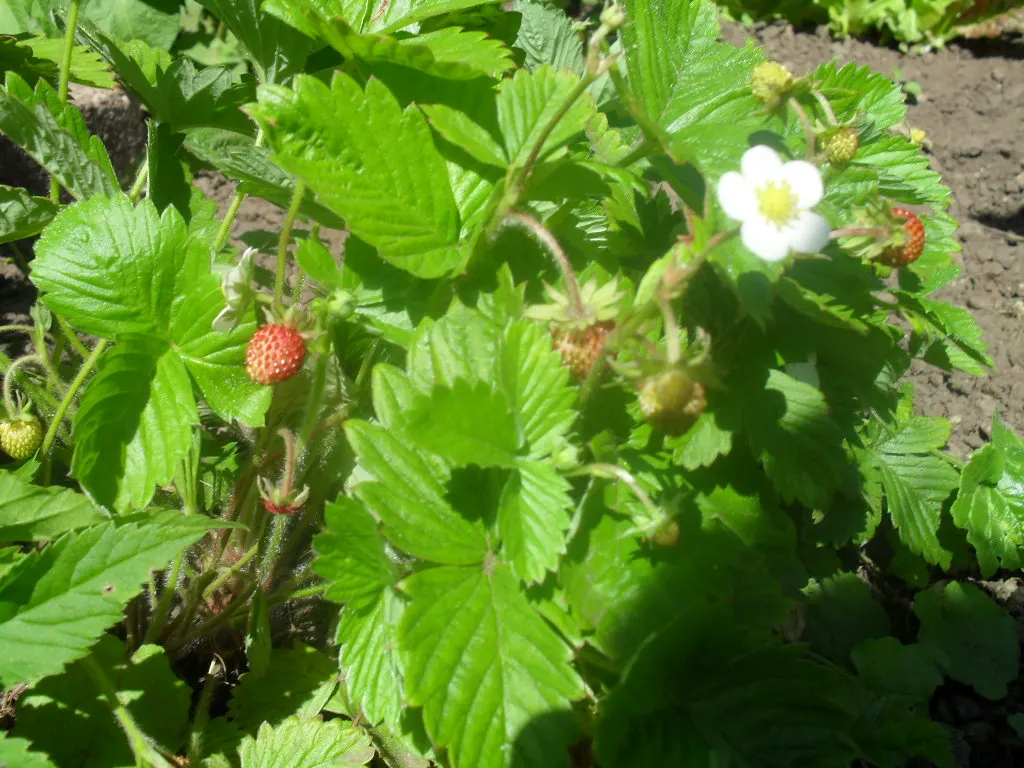 Woodland Strawberry (Fragaria Vesca Ssp. Californica) — Preferring partial shade, this hardy plant endows gardens with edible fruit and year-round, image 55