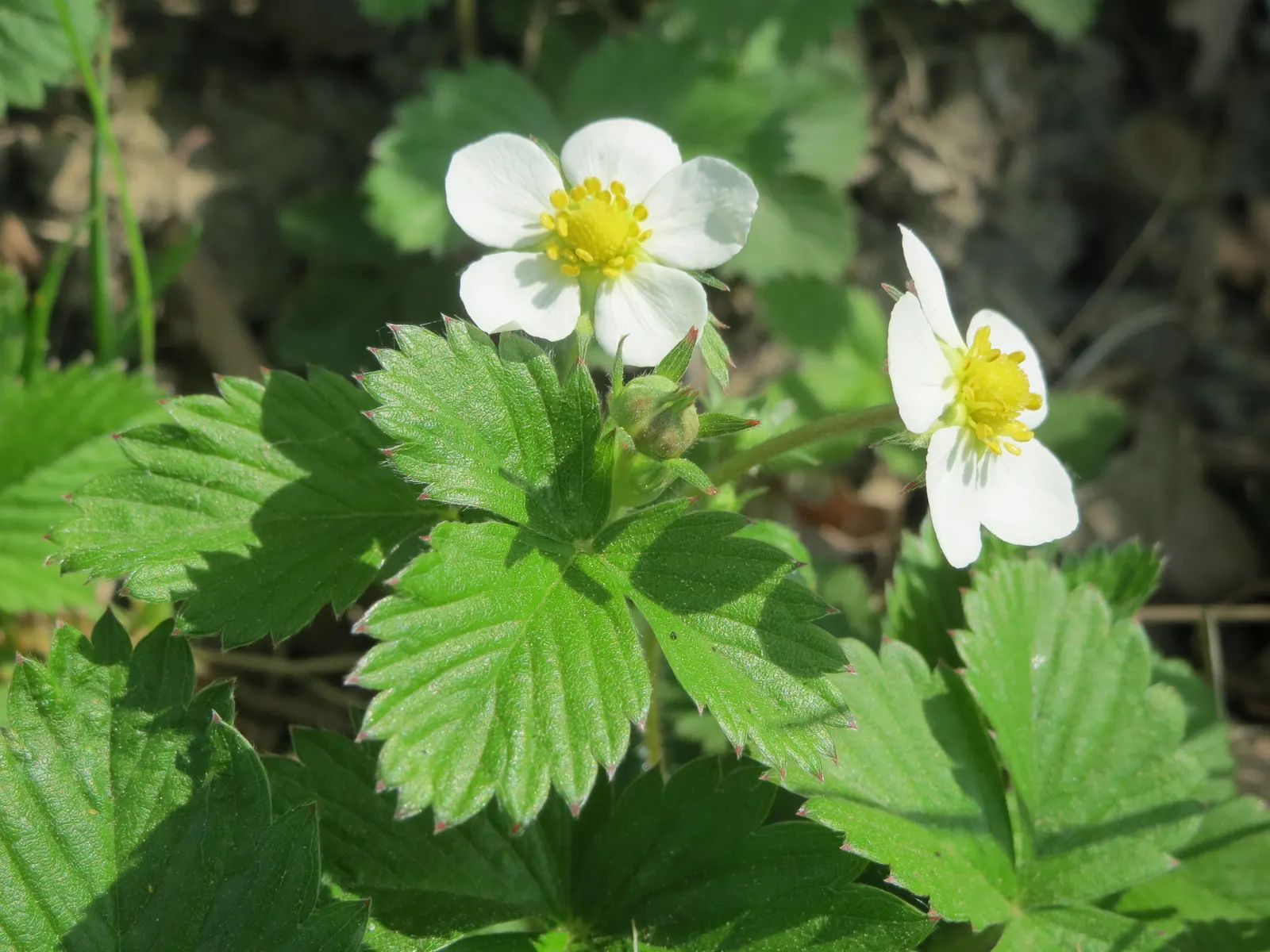 Woodland Strawberry (Fragaria Vesca Ssp. Californica) — californica, is a petite perennial, thriving in USDA zones 5-9; allowing it to snugly nestle into small