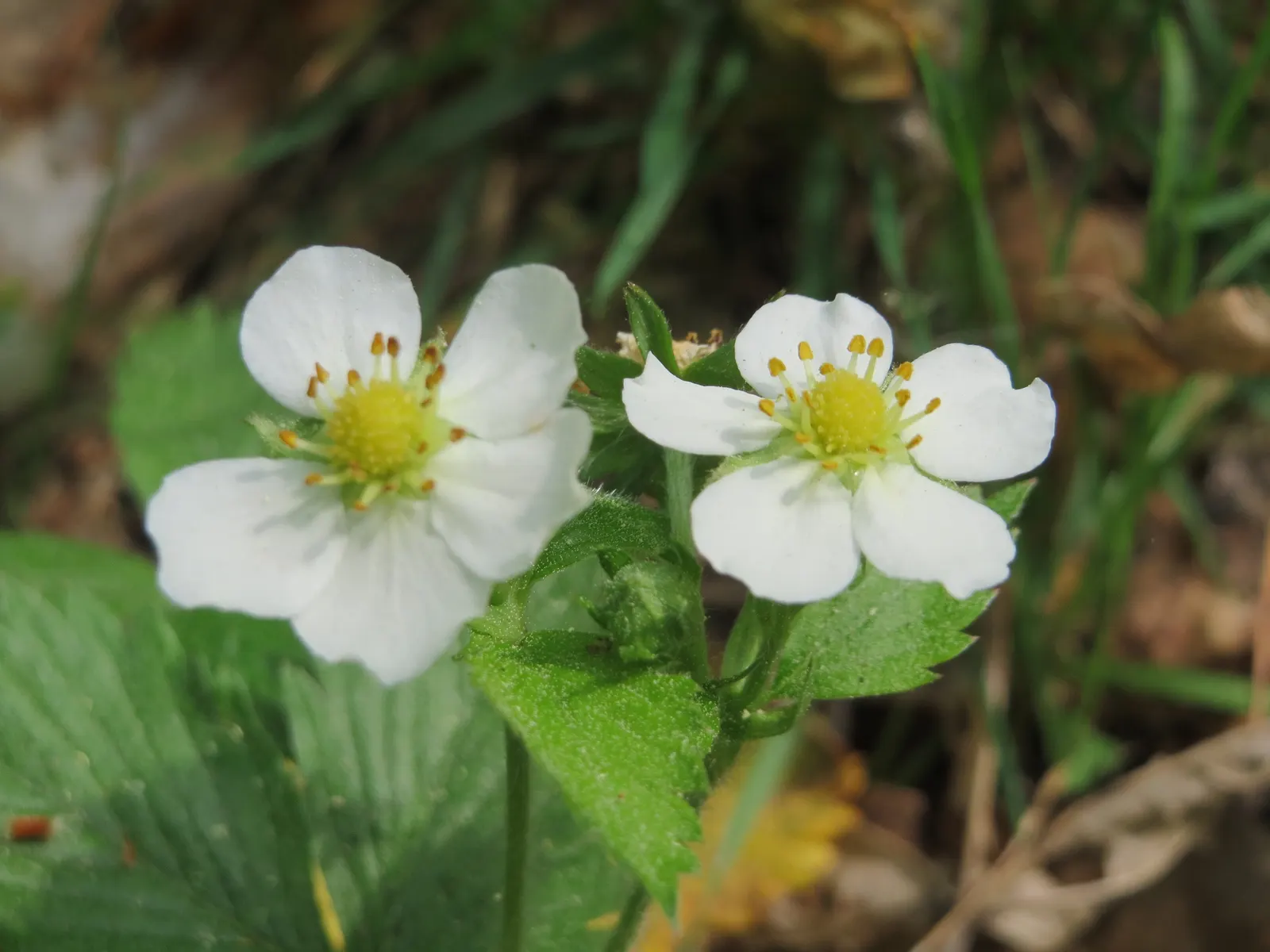 Woodland Strawberry (Fragaria Vesca Ssp. Californica) — It boasts delicate white flowers and luscious red berries, approximately 0.5-1 inch in diameter; adding