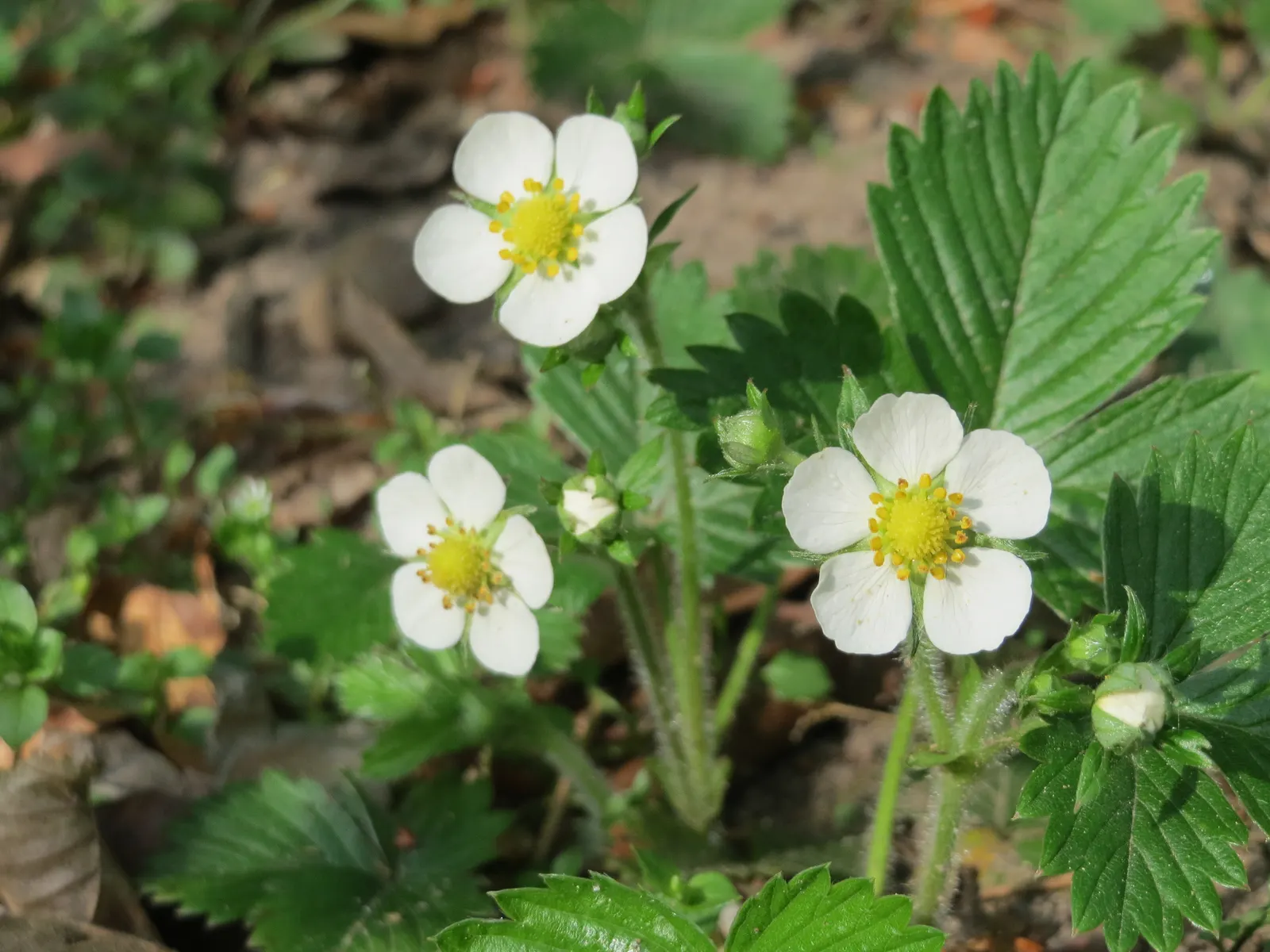 Woodland Strawberry (Fragaria Vesca Ssp. Californica) — The Woodland Strawberry, scientifically known as Fragaria vesca ssp; and can act as an effective