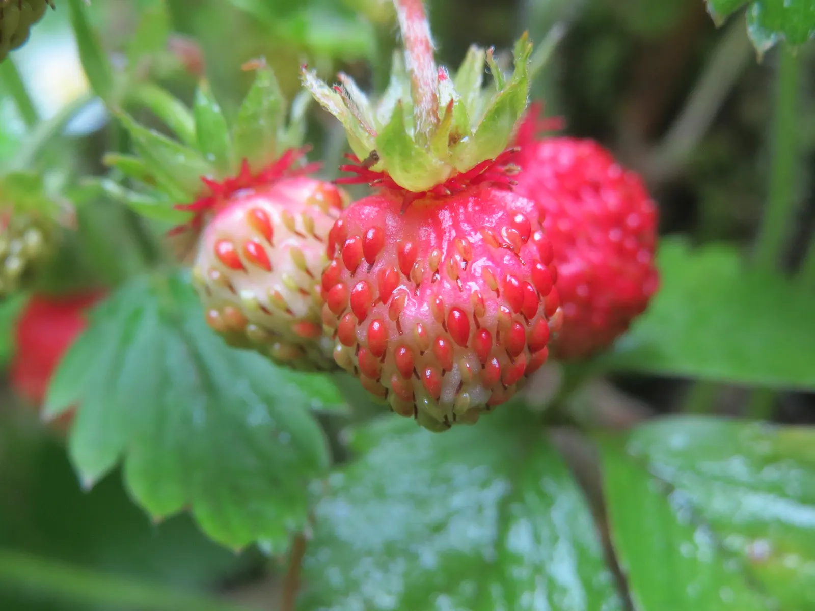 Woodland Strawberry (Fragaria Vesca Ssp. Californica) — ground cover / perennial with white blooms