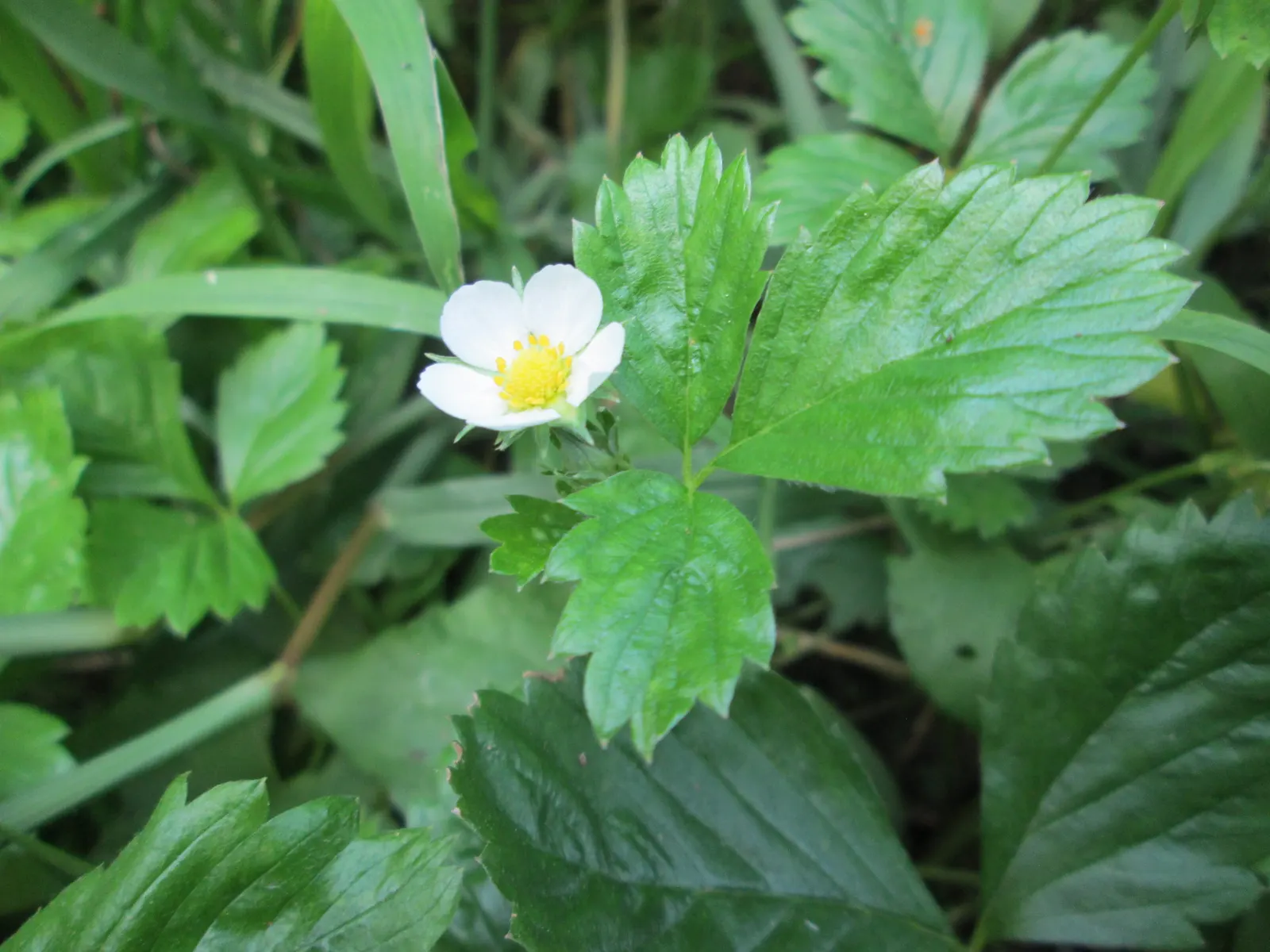 Woodland Strawberry (Fragaria Vesca Ssp. Californica) — the Woodland Strawberry typically reaches a modest height of 6 to 12 inches; with a slightly wider