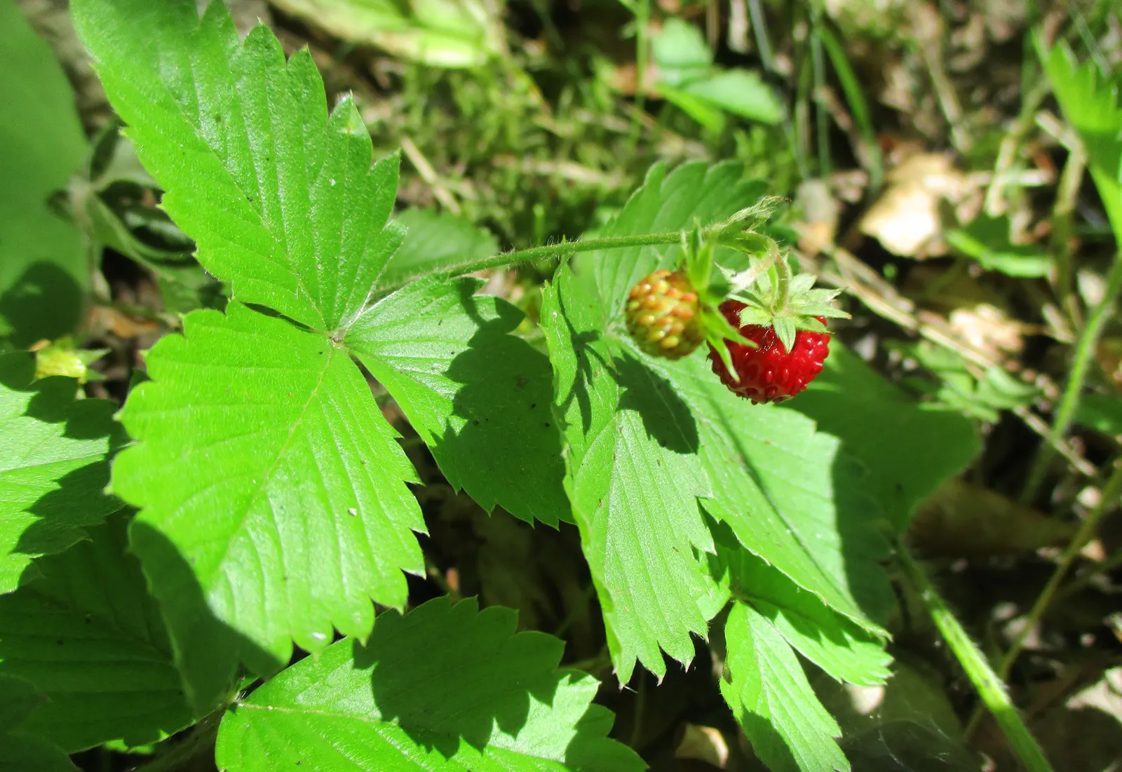 Woodland Strawberry (Fragaria Vesca Ssp. Californica) — Ideal for borders and naturalistic plantings; green backdrop from which the dainty white flowers emerge