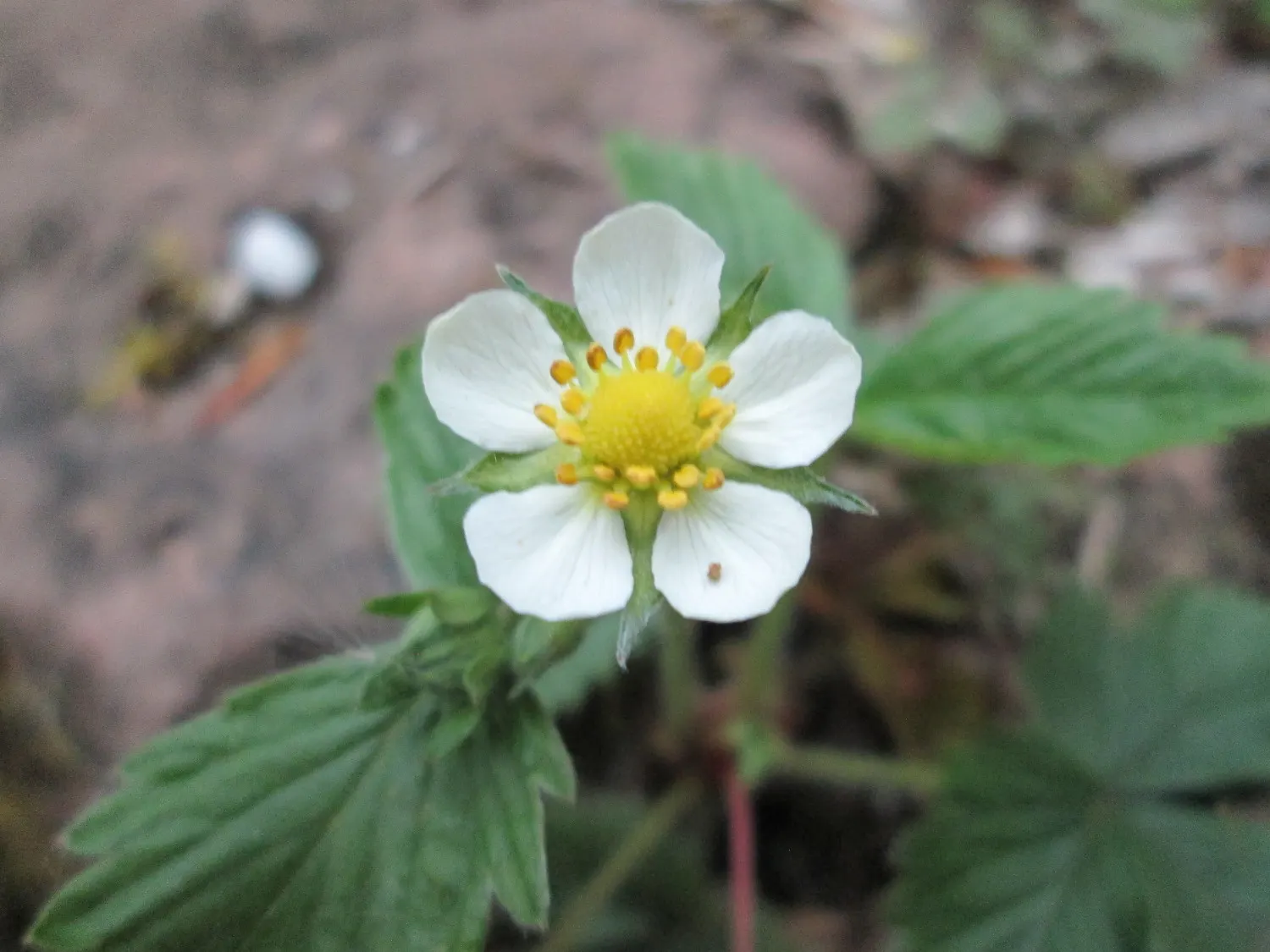 Woodland Strawberry (Fragaria Vesca Ssp. Californica) — The Woodland Strawberry, Fragaria vesca ssp; with a height of about 6 inches and a spread of up to 12