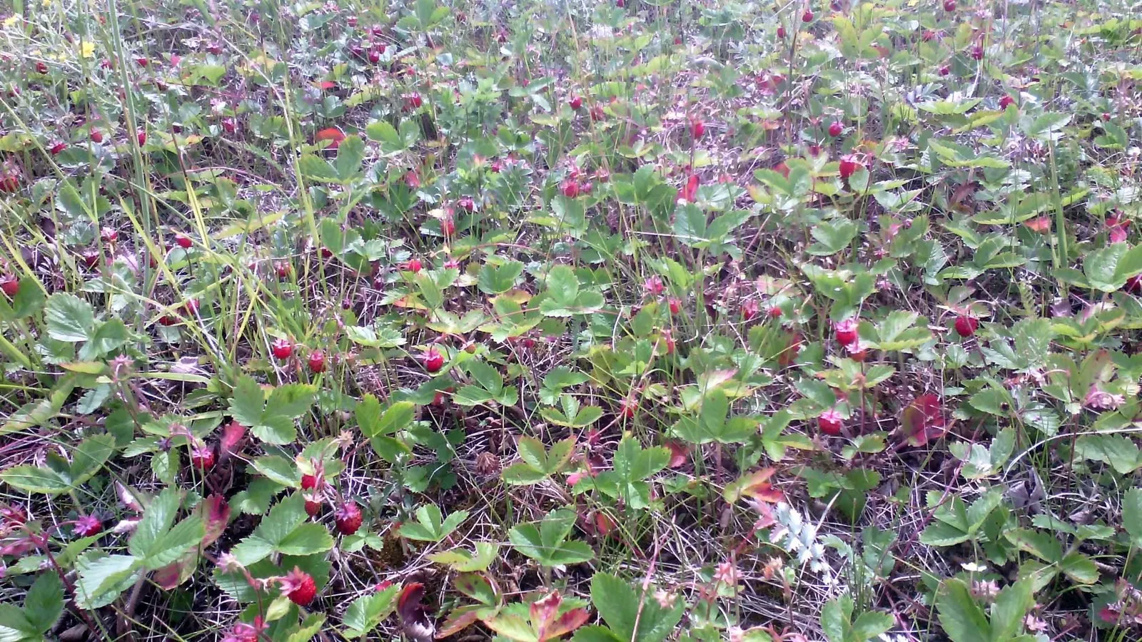 Woodland Strawberry (Fragaria Vesca Ssp. Californica) — californica, is a petite perennial, thriving in USDA zones 5-9; allowing it to snugly, image 77