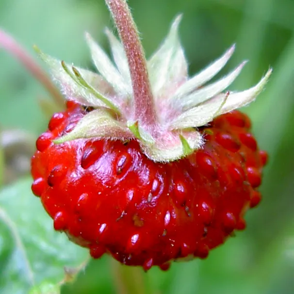 Woodland Strawberry (Fragaria Vesca Ssp. Californica) — adding an interactive component to your garden.<br><br>Beyond its ornamental and gustatory, image 68