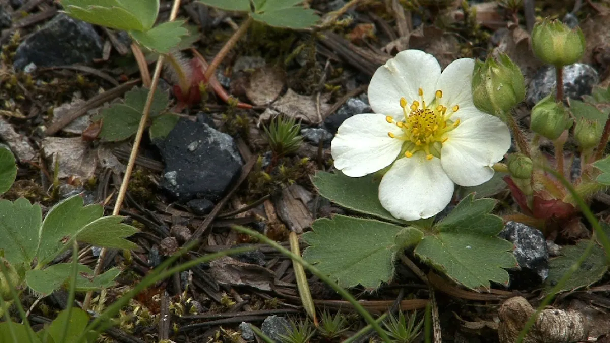 Woodland Strawberry (Fragaria Vesca Ssp. Californica) — yet exceedingly flavorful; californica, is a petite perennial, thriving in USDA zones 5-9, image 65