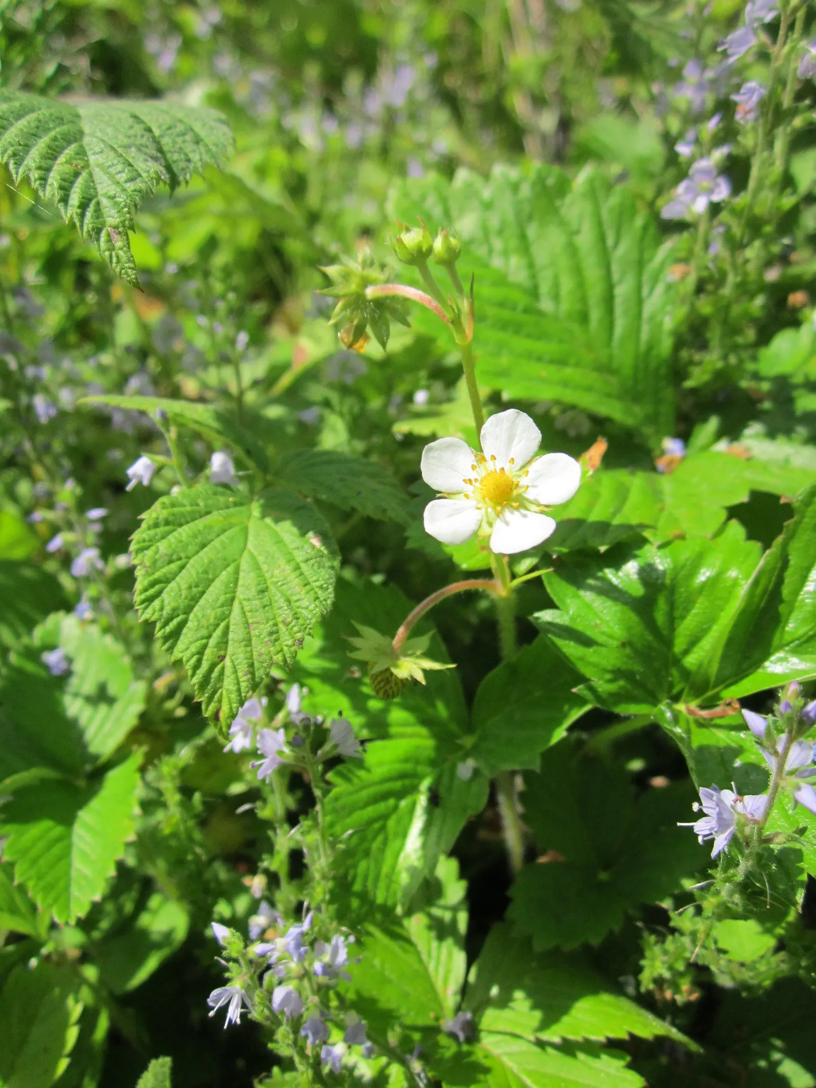 Woodland Strawberry (Fragaria Vesca Ssp. Californica) — When incorporating this ground jewel into your design; the Woodland Strawberry, Fragaria, image 72
