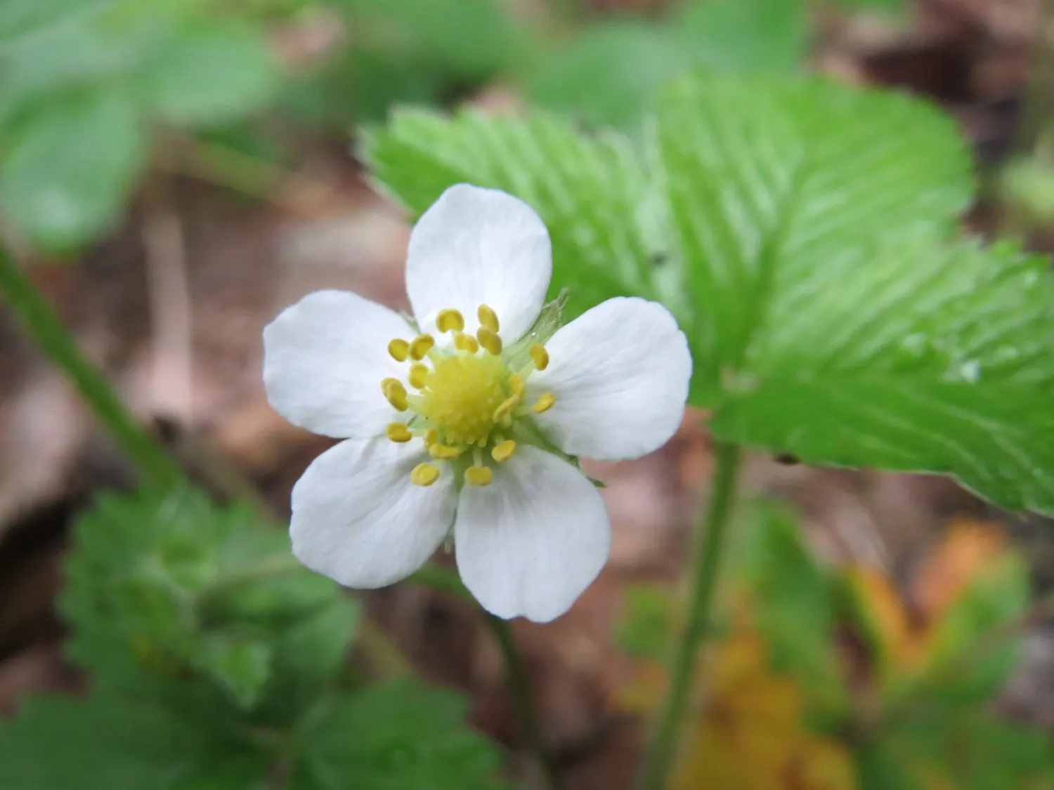 Woodland Strawberry (Fragaria Vesca Ssp. Californica) — allowing it to snugly nestle into small garden spaces or serve as an attractive groundcover; ground