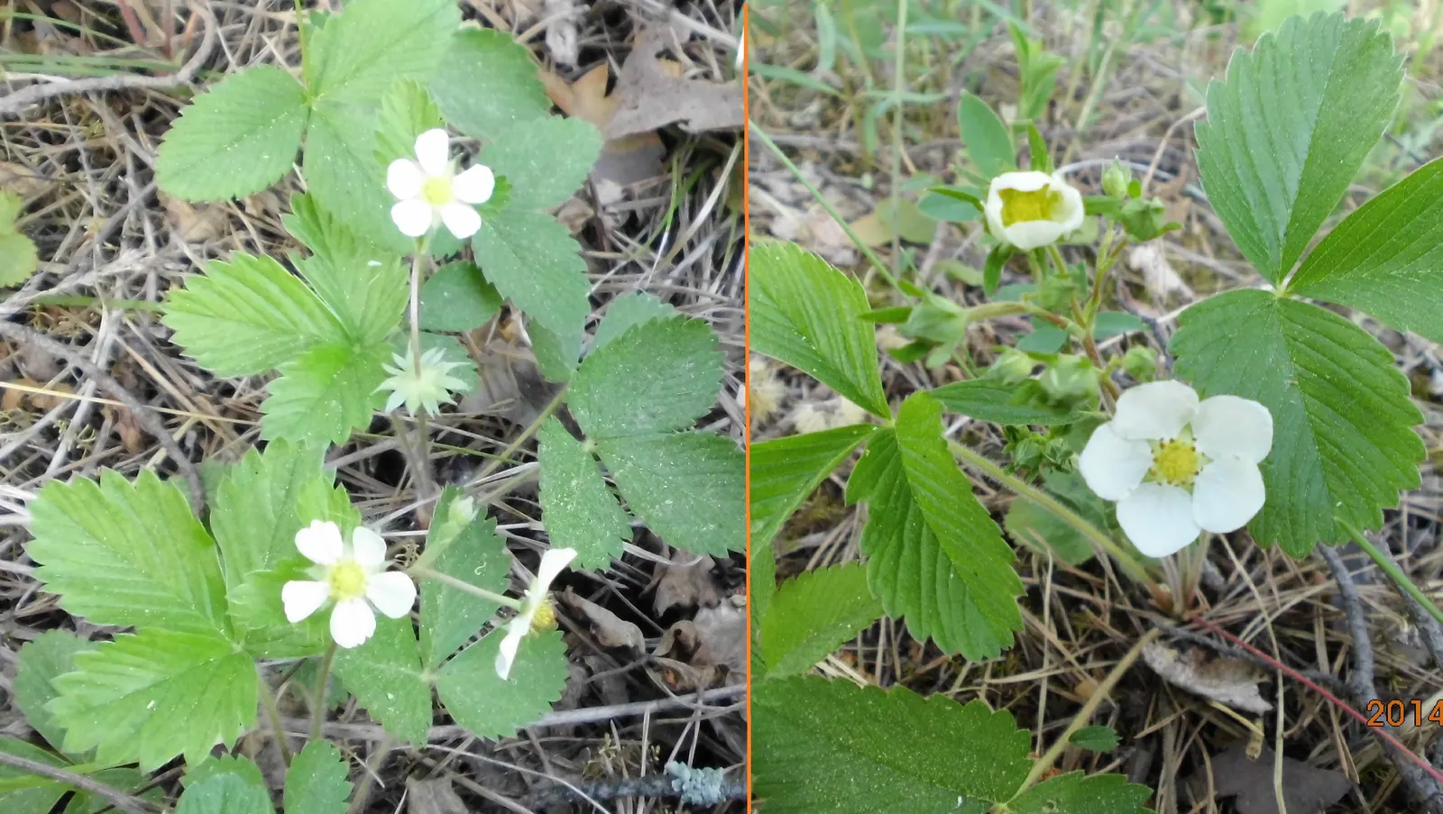 Woodland Strawberry (Fragaria Vesca Ssp. Californica) — trifoliate leaves create a lush, image 38