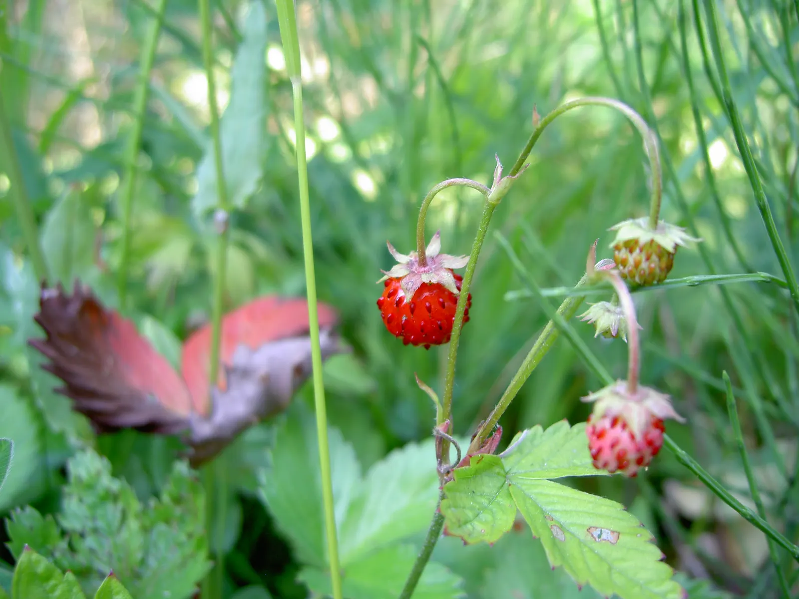 Woodland Strawberry (Fragaria Vesca Ssp. Californica) — The fruit appeals not only to the human palate but also attracts local wildlife; the, image 66