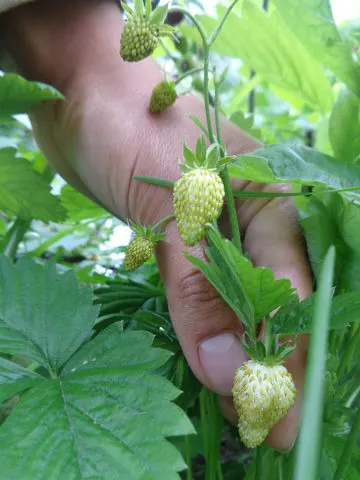 Woodland Strawberry (Fragaria Vesca Ssp. Californica) — drought-resistant once established