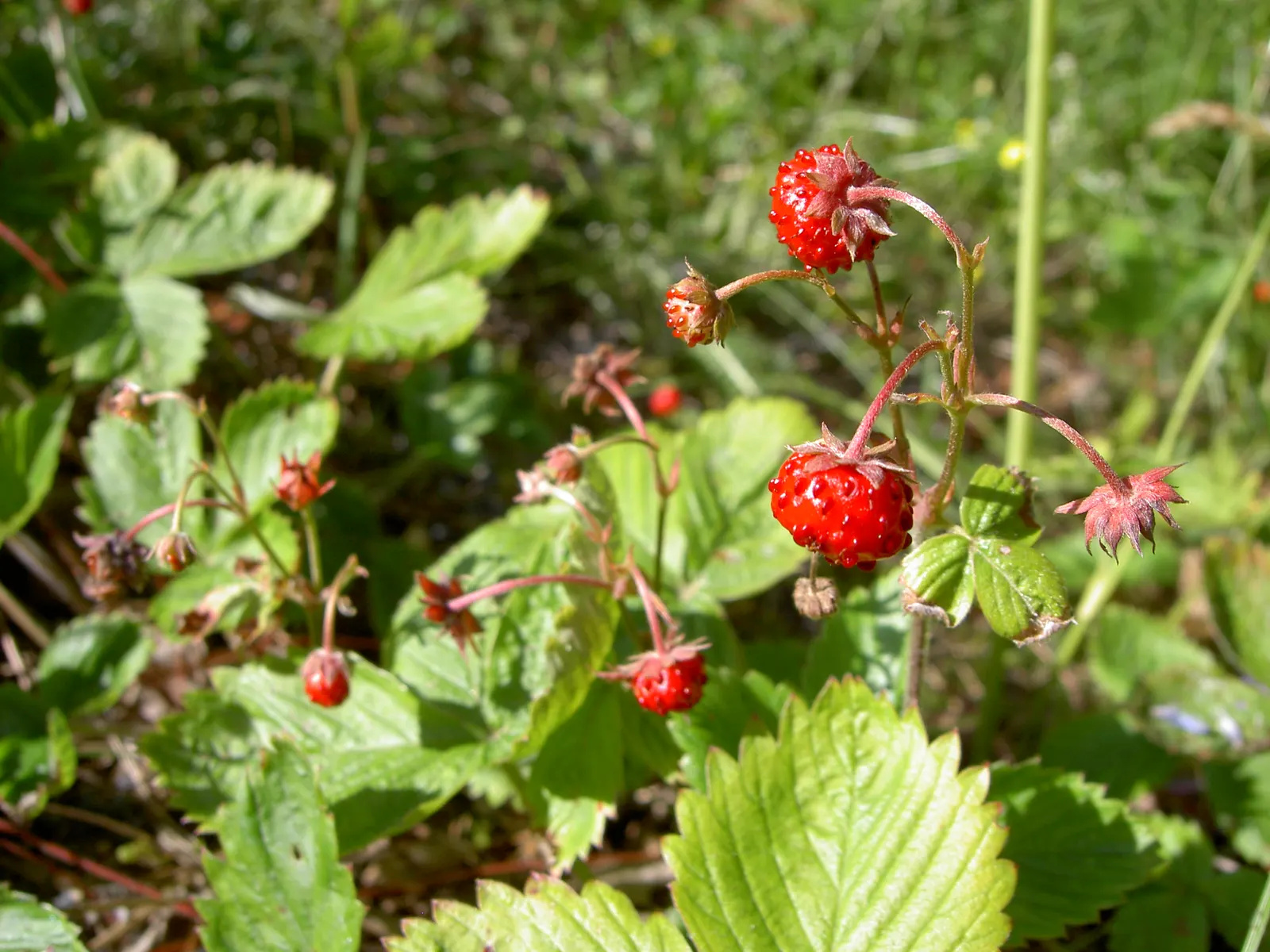 Woodland Strawberry (Fragaria Vesca Ssp. Californica) — making it versatile for various garden settings.<br><br>Delicate; ideal for borders and naturalistic