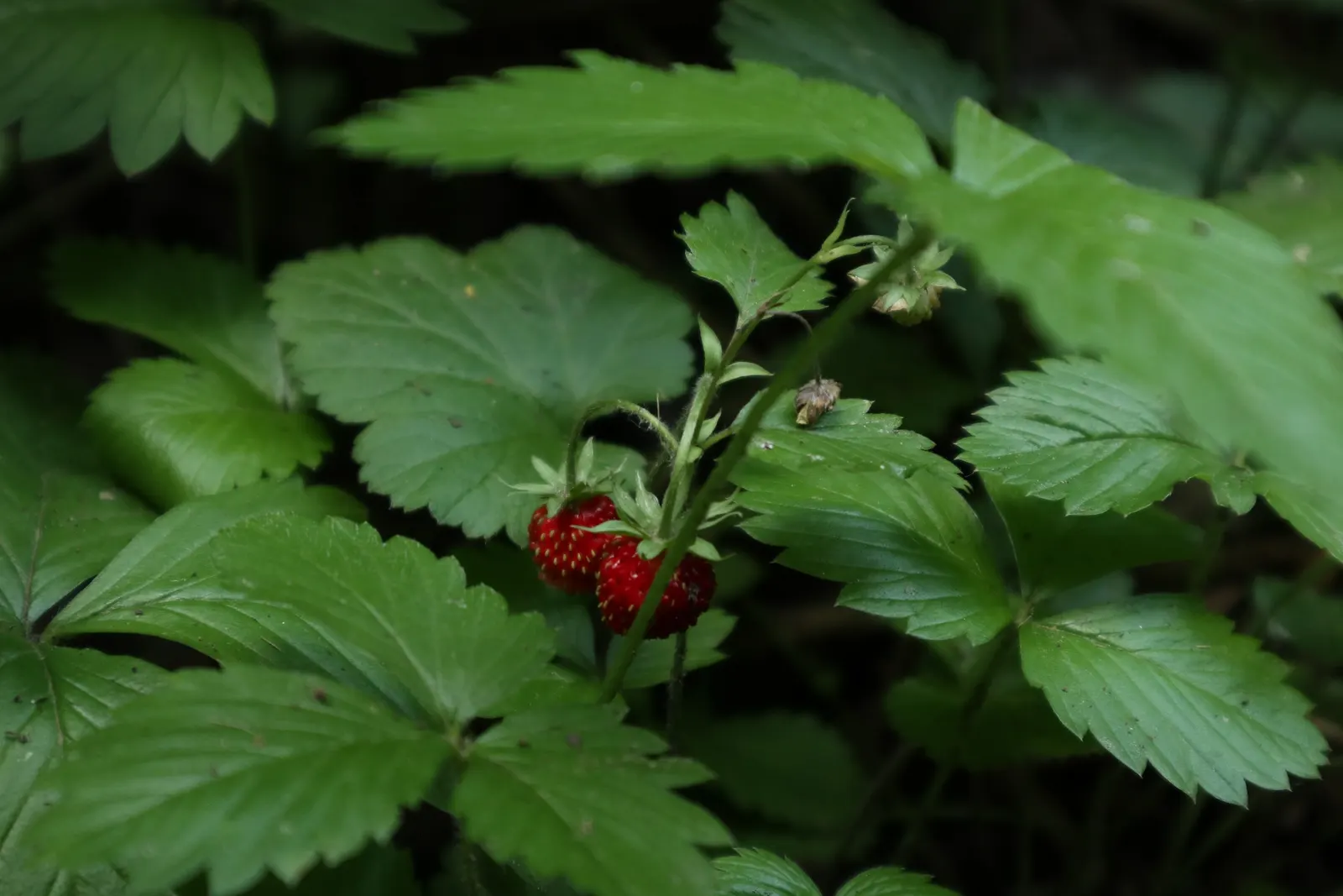 Woodland Strawberry (Fragaria Vesca Ssp. Californica) — The Woodland Strawberry, Fragaria vesca ssp; with a height of about 6 inches and a spread, image 76