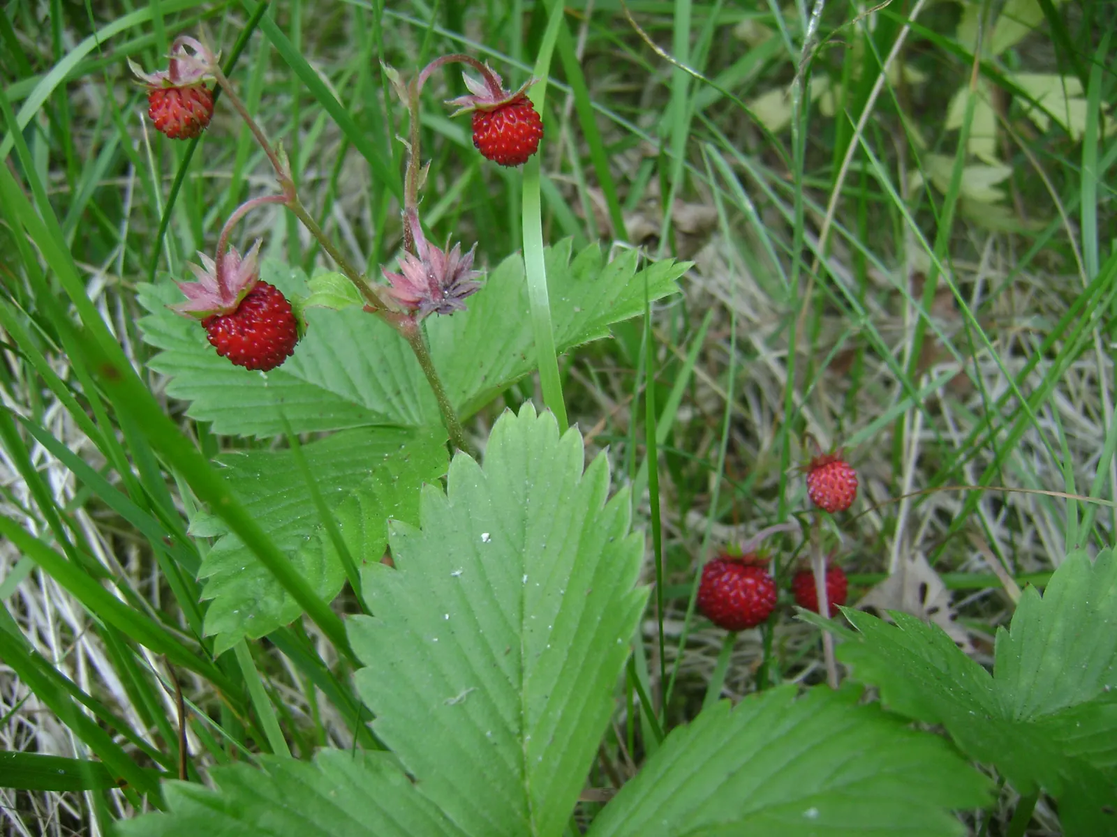 Woodland Strawberry (Fragaria Vesca Ssp. Californica) — white flowers in the garden; californica, is an enchanting addition to any garden, offering, image 73