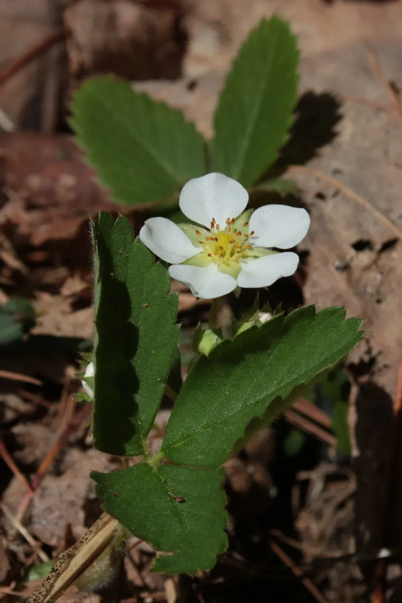 Woodland Strawberry (Fragaria Vesca Ssp. Californica) — It boasts delicate white flowers and luscious red berries, approximately 0.5-1 inch in, image 78