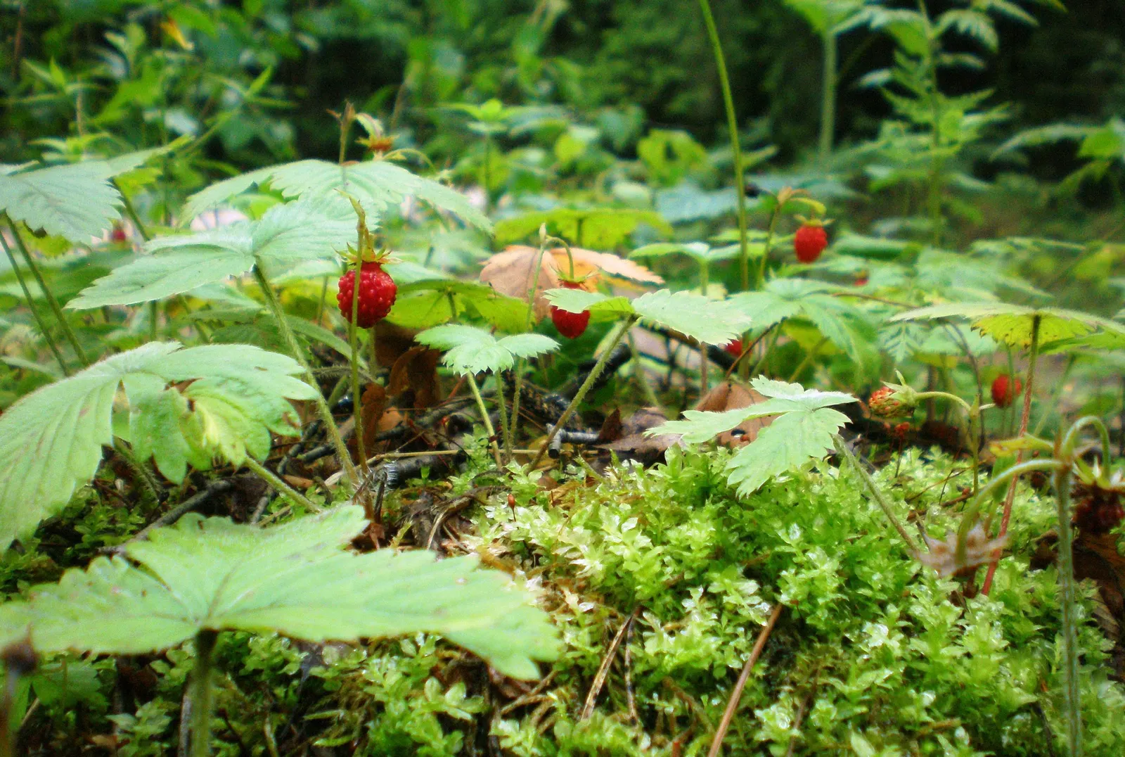 Woodland Strawberry (Fragaria Vesca Ssp. Californica) — With a height of about 6 inches and a spread of up to 12 inches, it forms a lush, low, image 29