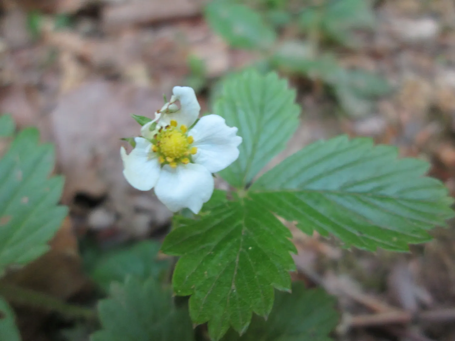 Woodland Strawberry (Fragaria Vesca Ssp. Californica) — white flowers in the garden