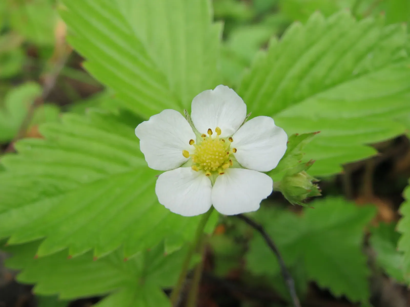 Woodland Strawberry (Fragaria Vesca Ssp. Californica) — californica, is an enchanting addition to any garden, offering both aesthetic charm and, image 33