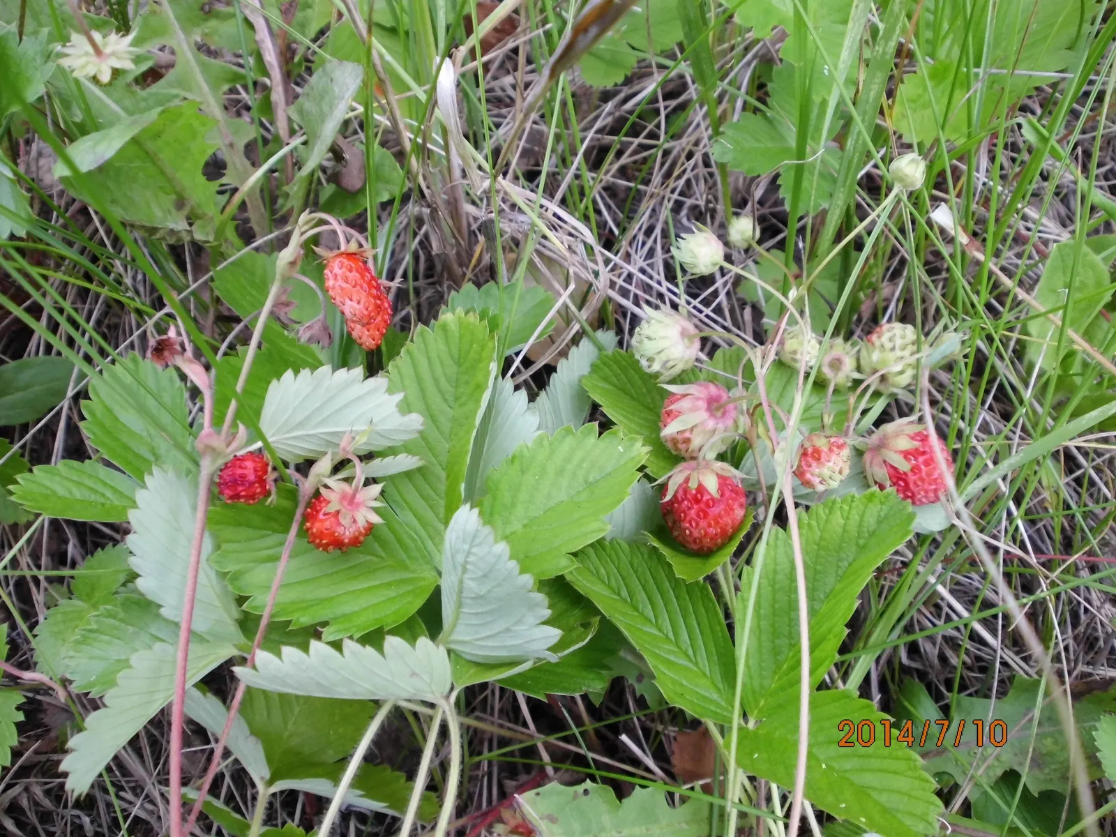 Woodland Strawberry (Fragaria Vesca Ssp. Californica) — with a slightly wider spread of 12 to 18 inches; including birds and butterflies