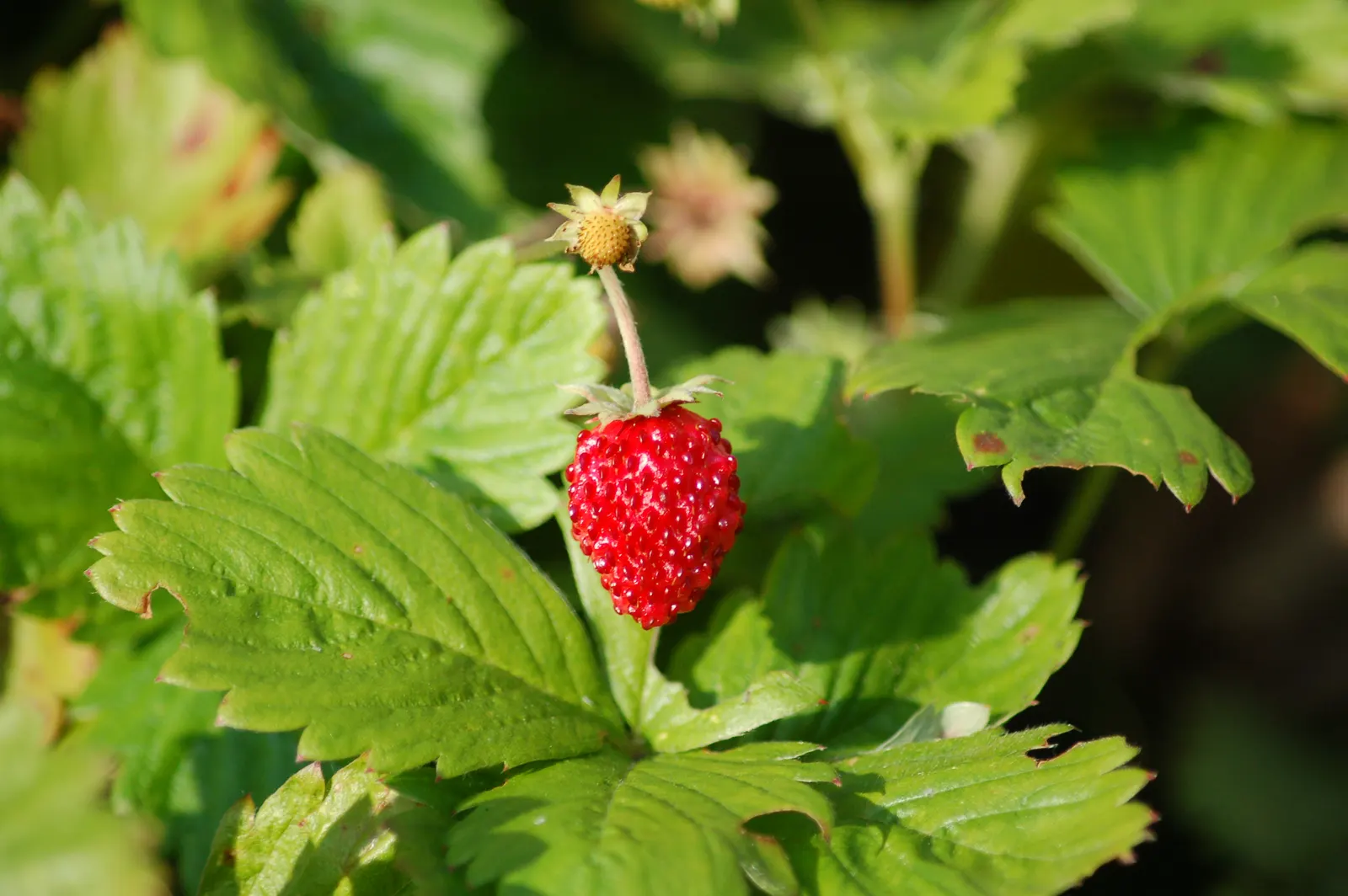 Woodland Strawberry (Fragaria Vesca Ssp. Californica) — ground cover / perennial for full or half or shade; when incorporating this ground jewel, image 75