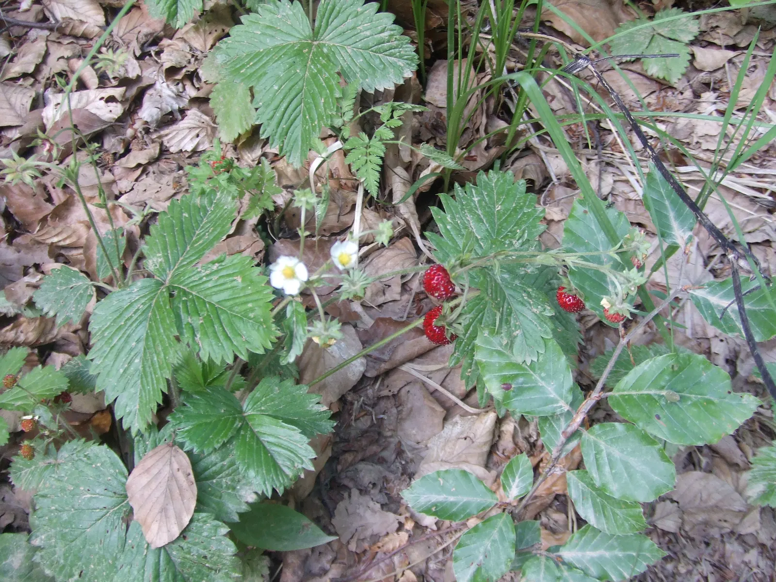Woodland Strawberry (Fragaria Vesca Ssp. Californica) — Preferring partial shade, this hardy plant endows gardens with edible fruit and year-round, image 30