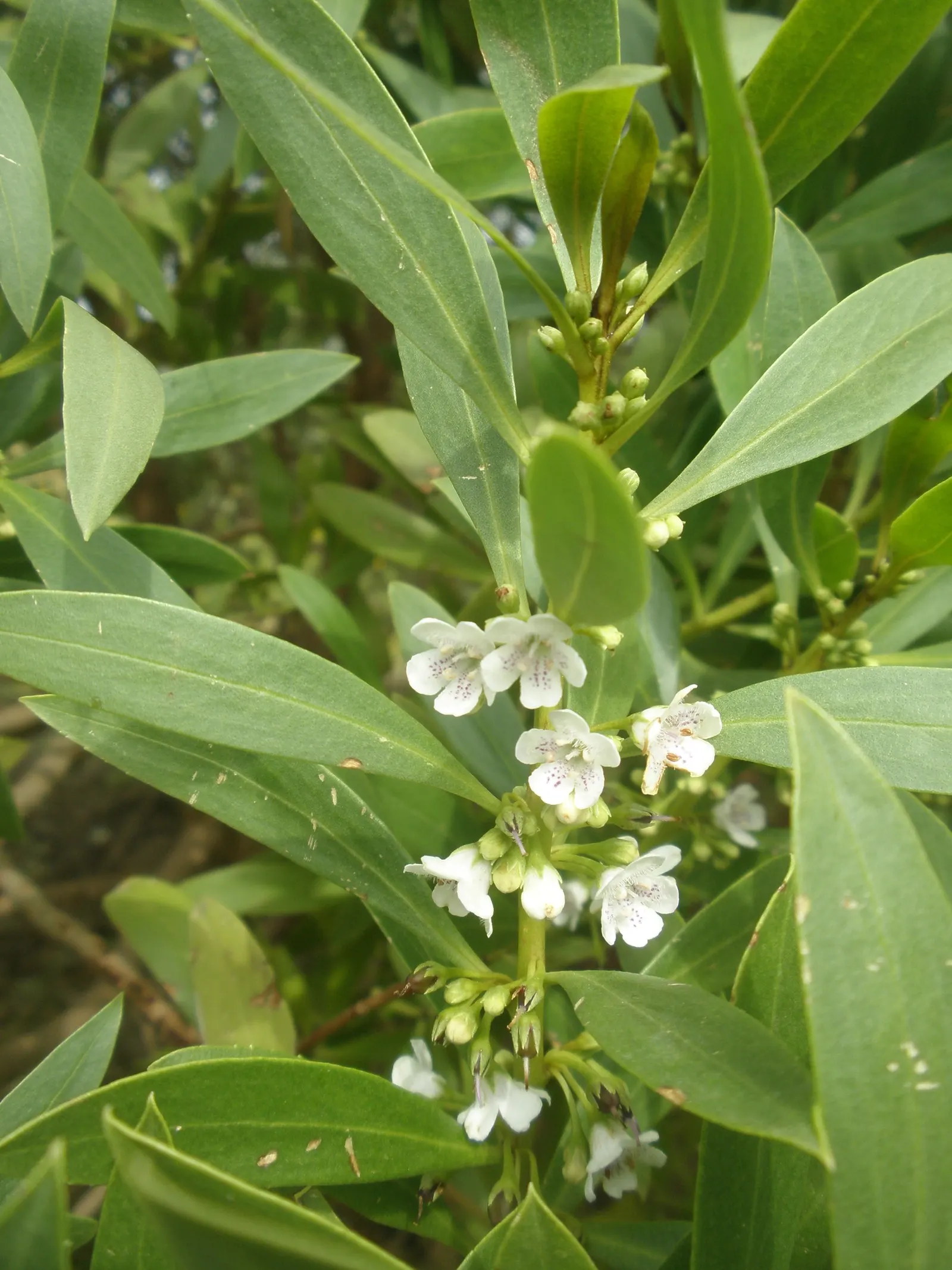 Myoporum (Myoporum Laetum) — each about 0.4 inches across; offering added ecological value.<br><br>This species favors full sun exposure, image 99