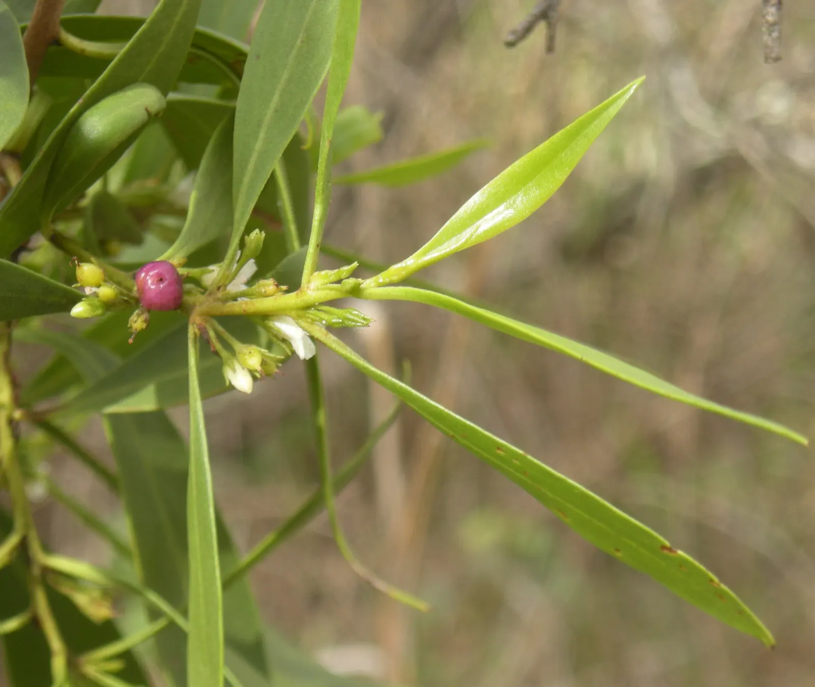 Myoporum (Myoporum Laetum) — making it a low-maintenance option for xeriscaped gardens; reaching a mature height of 15-20 feet with a spread of 10-15 feet