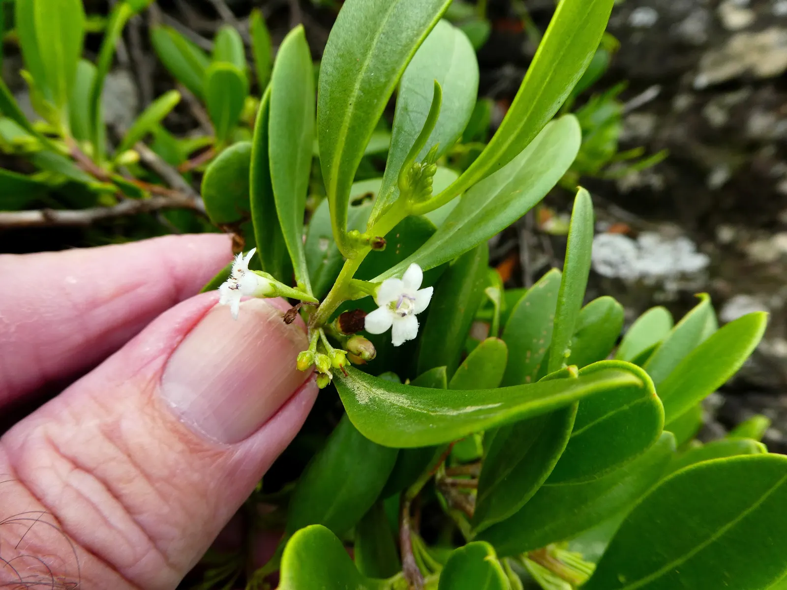 Myoporum (Myoporum Laetum) — Its non-invasive root system renders it safe to plant near structures