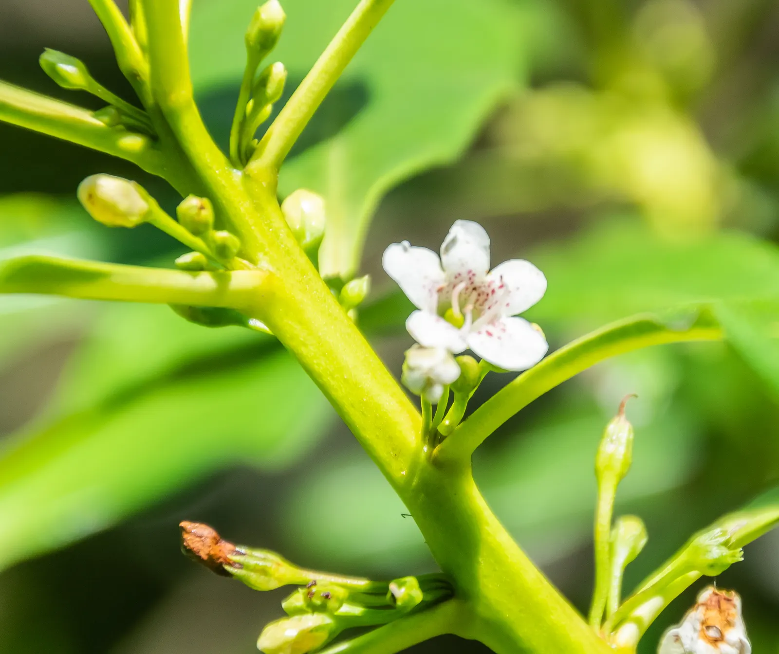 Myoporum (Myoporum Laetum) — offering added ecological value.<br><br>This species favors full sun exposure; boasting a width of 15 to 20 feet at, image 102