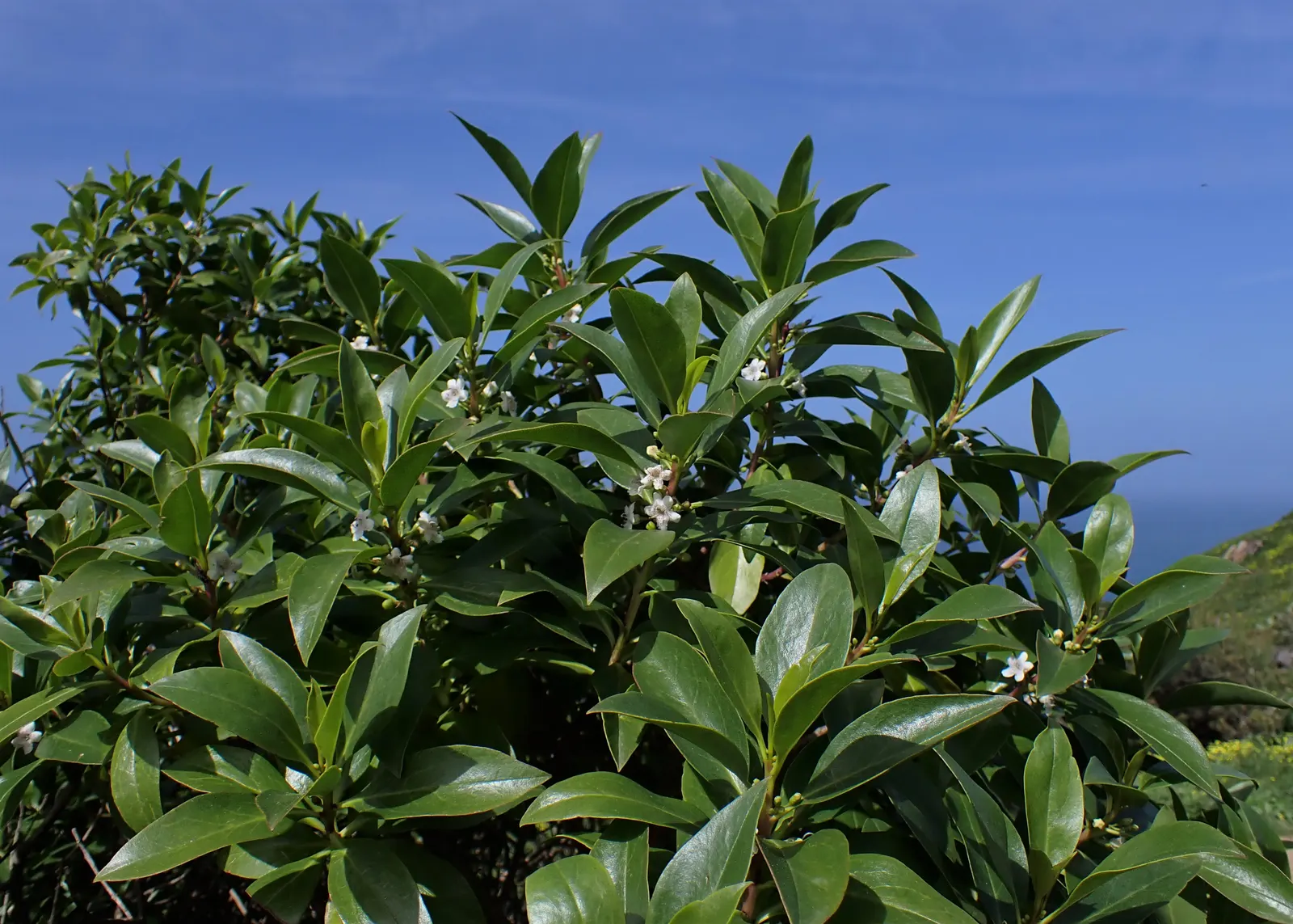 Myoporum (Myoporum Laetum) — Its non-invasive root system renders it safe to plant near structures; boasting a width of 15 to 20 feet at maturity, image 82