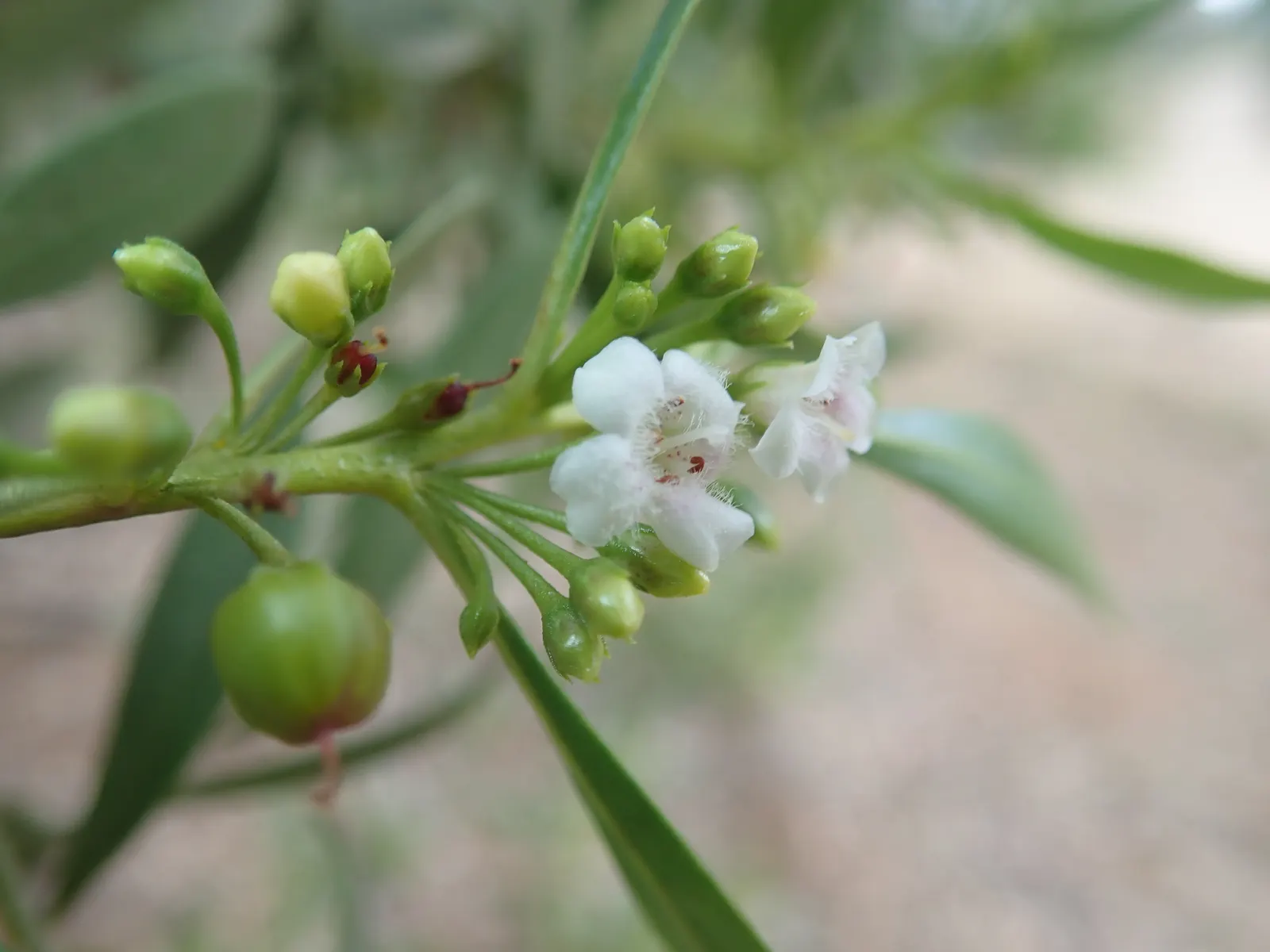 Myoporum (Myoporum Laetum) — and placement should consider its ability to act as a windbreak or privacy screen