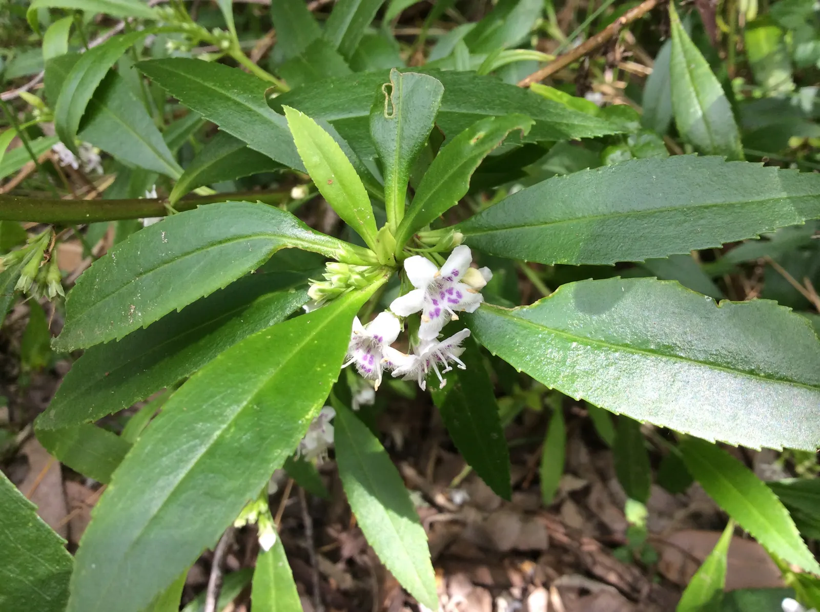Myoporum (Myoporum Laetum) — which are glossy and somewhat fleshy; and placement should consider its ability to act as a windbreak or privacy screen