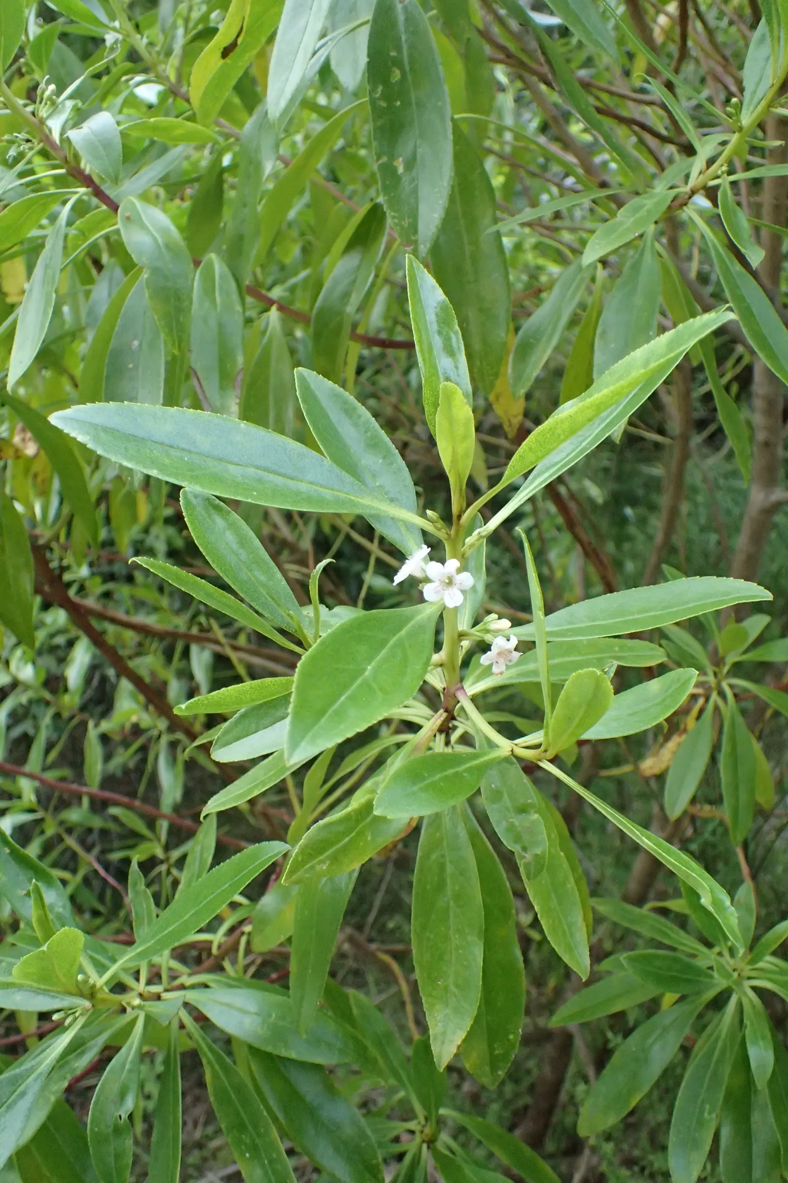 Myoporum (Myoporum Laetum) — and placement should consider its ability to act as a windbreak or privacy screen; reaching a mature height of 15-20, image 109
