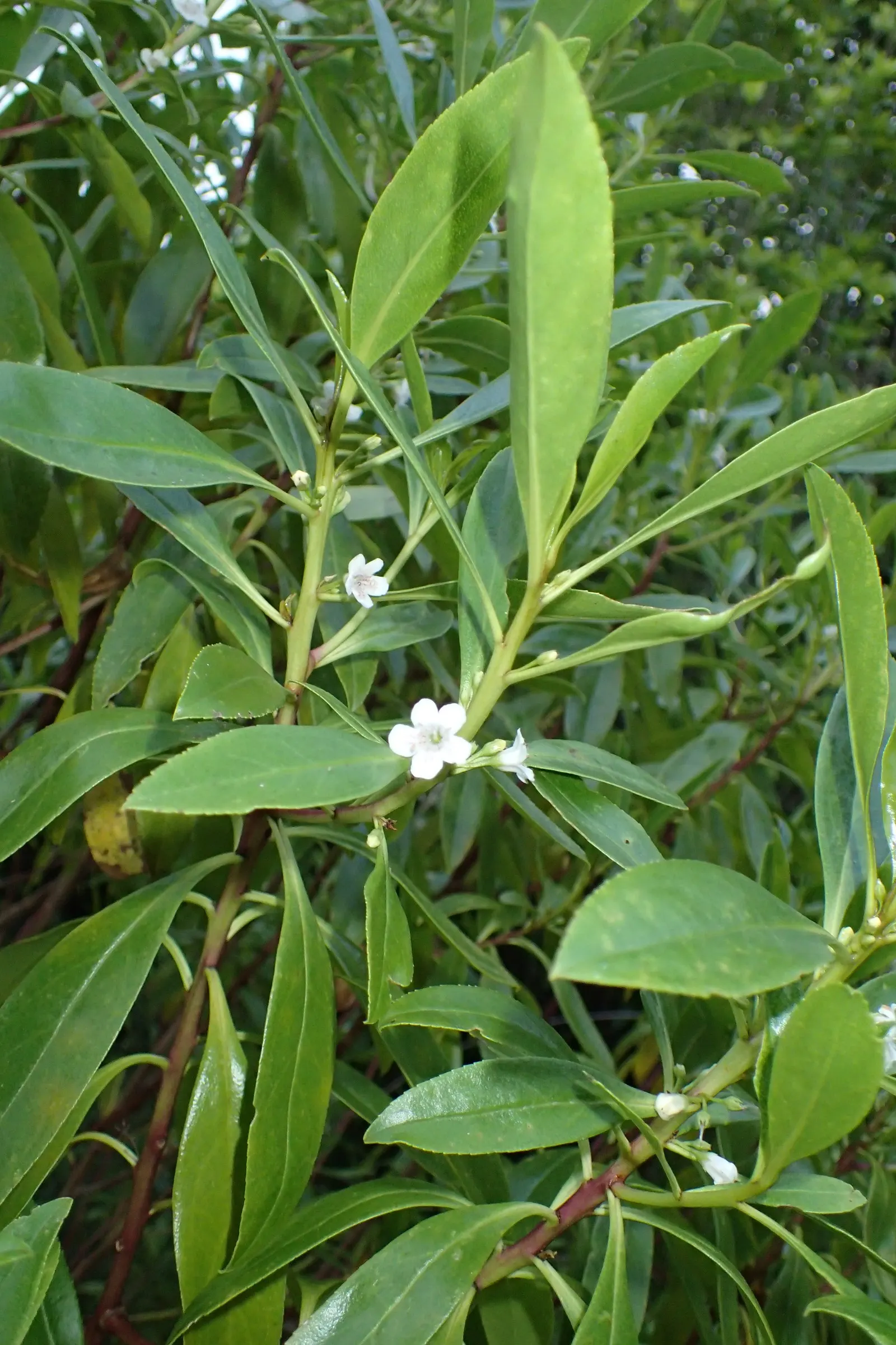 Myoporum (Myoporum Laetum) — which later give way to small purple drupes; and placement should consider its ability to act as a windbreak or, image 72