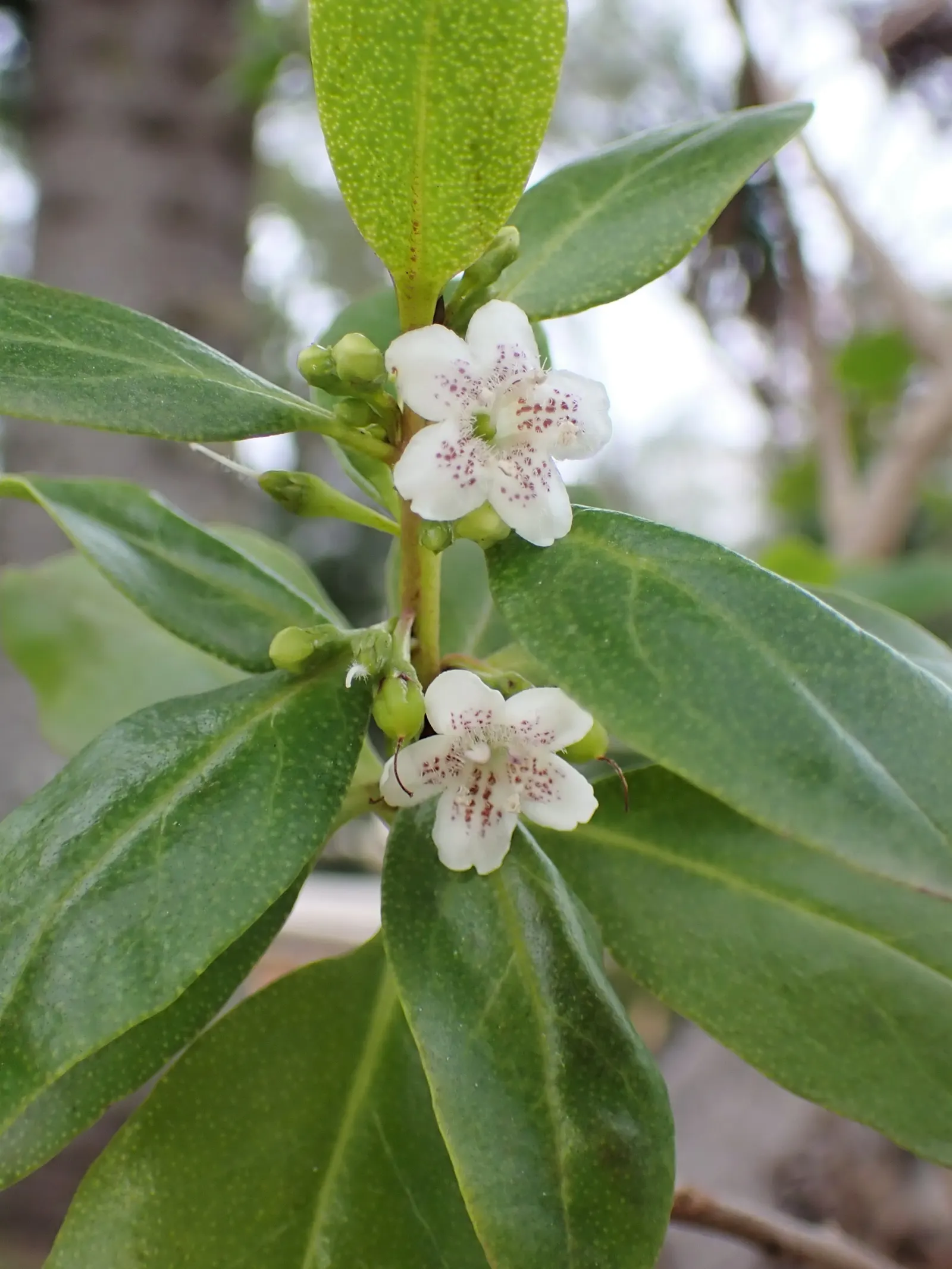Myoporum (Myoporum Laetum) — Spring and summer usher in an array of delicate white flowers
