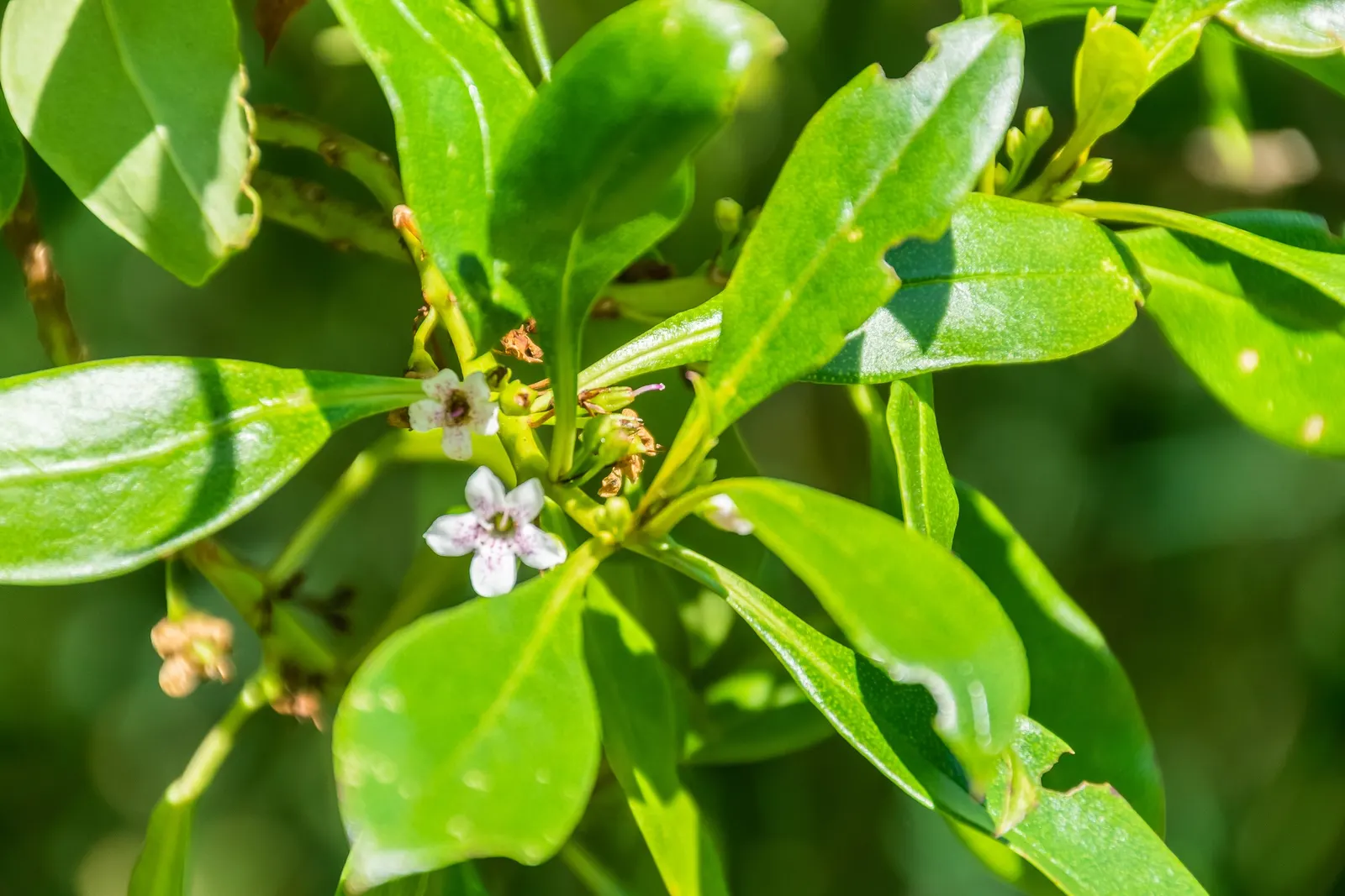 Myoporum (Myoporum Laetum) — Its non-invasive root system renders it safe to plant near structures; boasting a width of 15 to 20 feet at maturity
