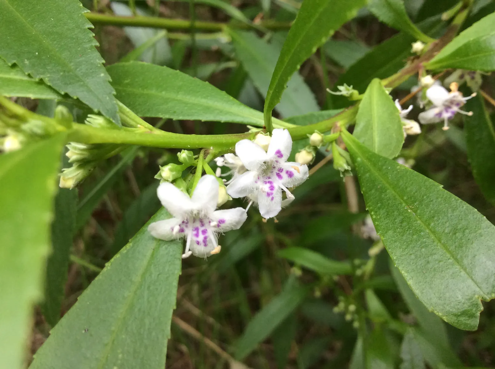 Myoporum (Myoporum Laetum) — Myoporum laetum, commonly known as Ngaio Tree, is an evergreen hailing from New Zealand