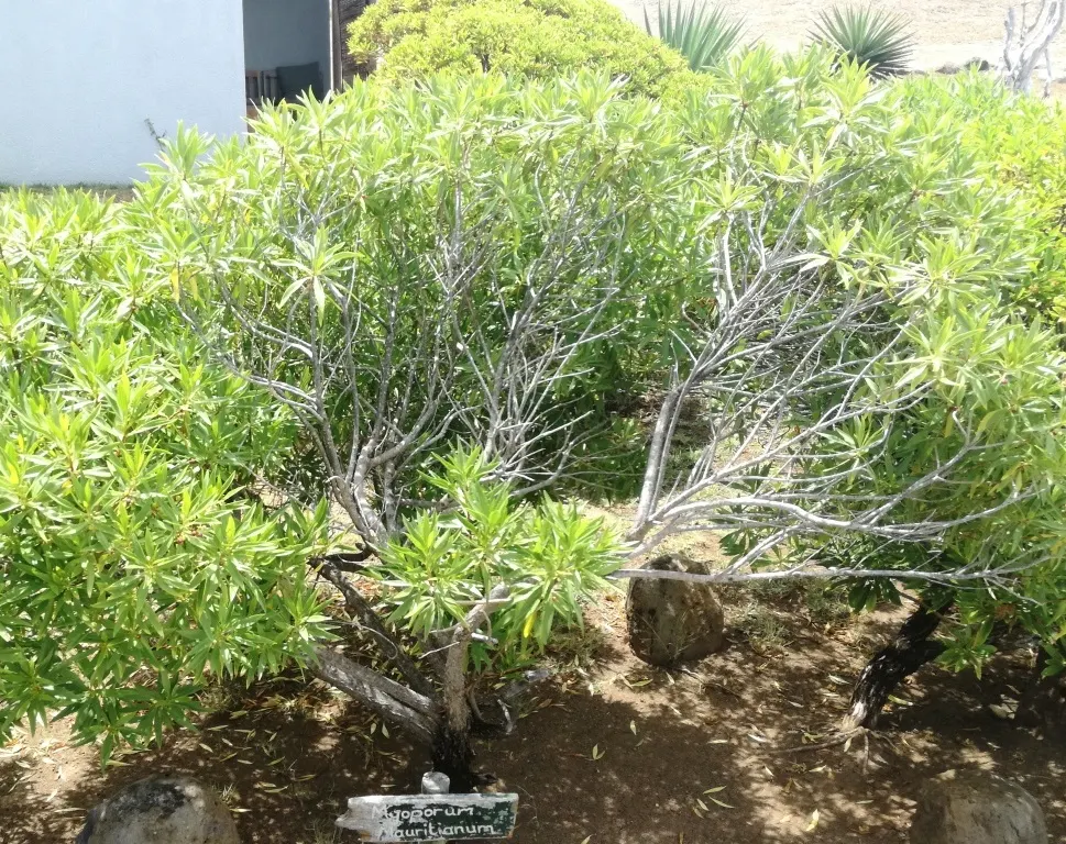 Myoporum (Myoporum Laetum) — each about 0.4 inches across; offering added ecological value.<br><br>This species favors full sun exposure