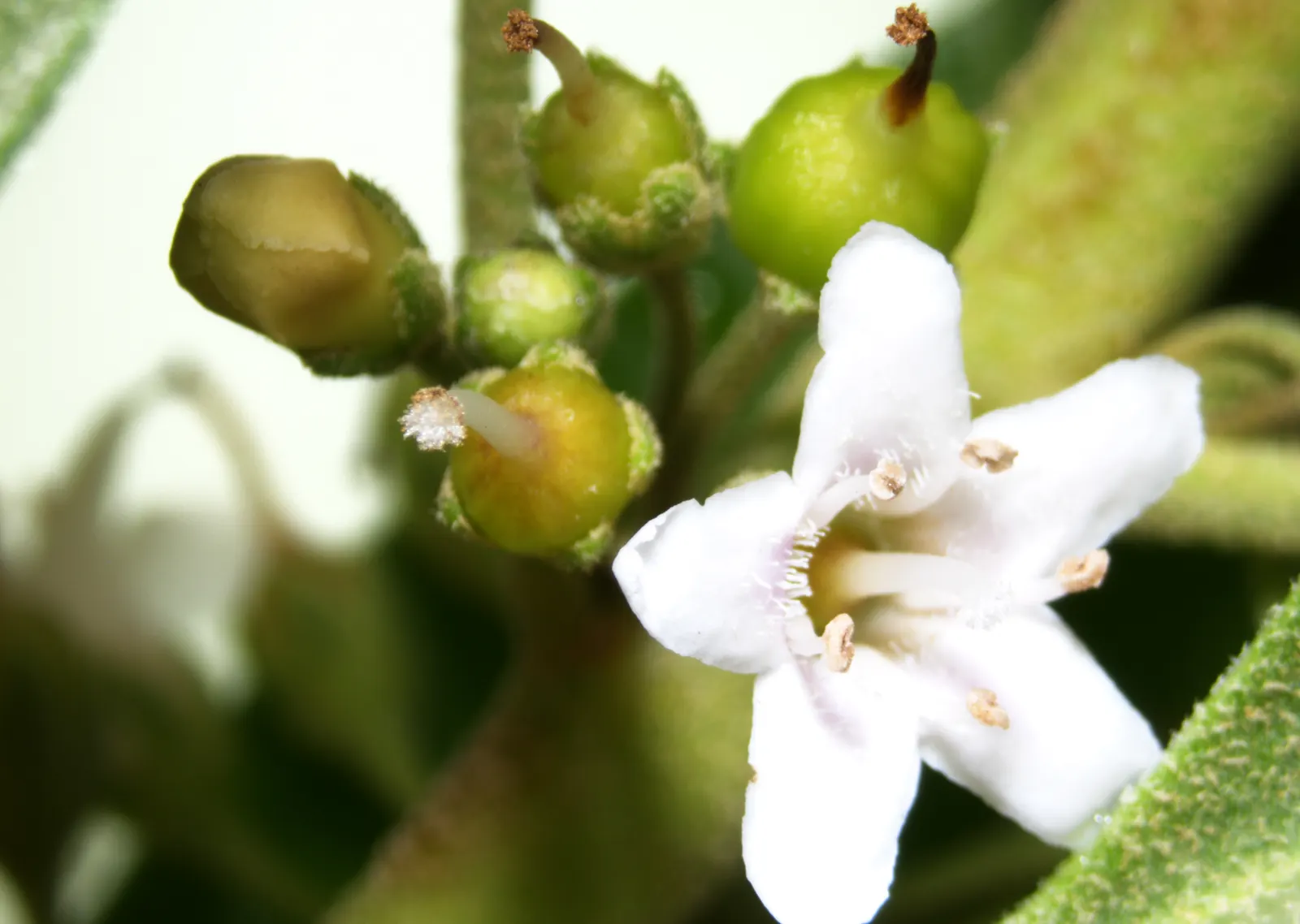 Myoporum (Myoporum Laetum) — making it a low-maintenance option for xeriscaped gardens
