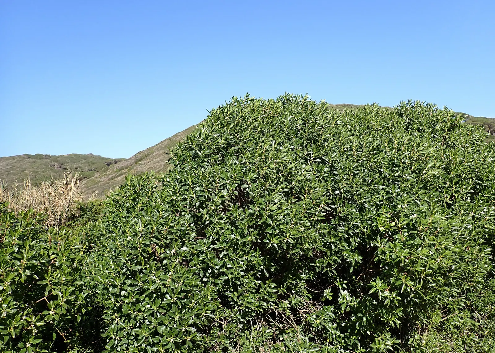 Myoporum (Myoporum Laetum) — Ideal for screening or hedging, it thrives in full sun and adapts to various soil types; boasting a width of 15 to 20, image 62