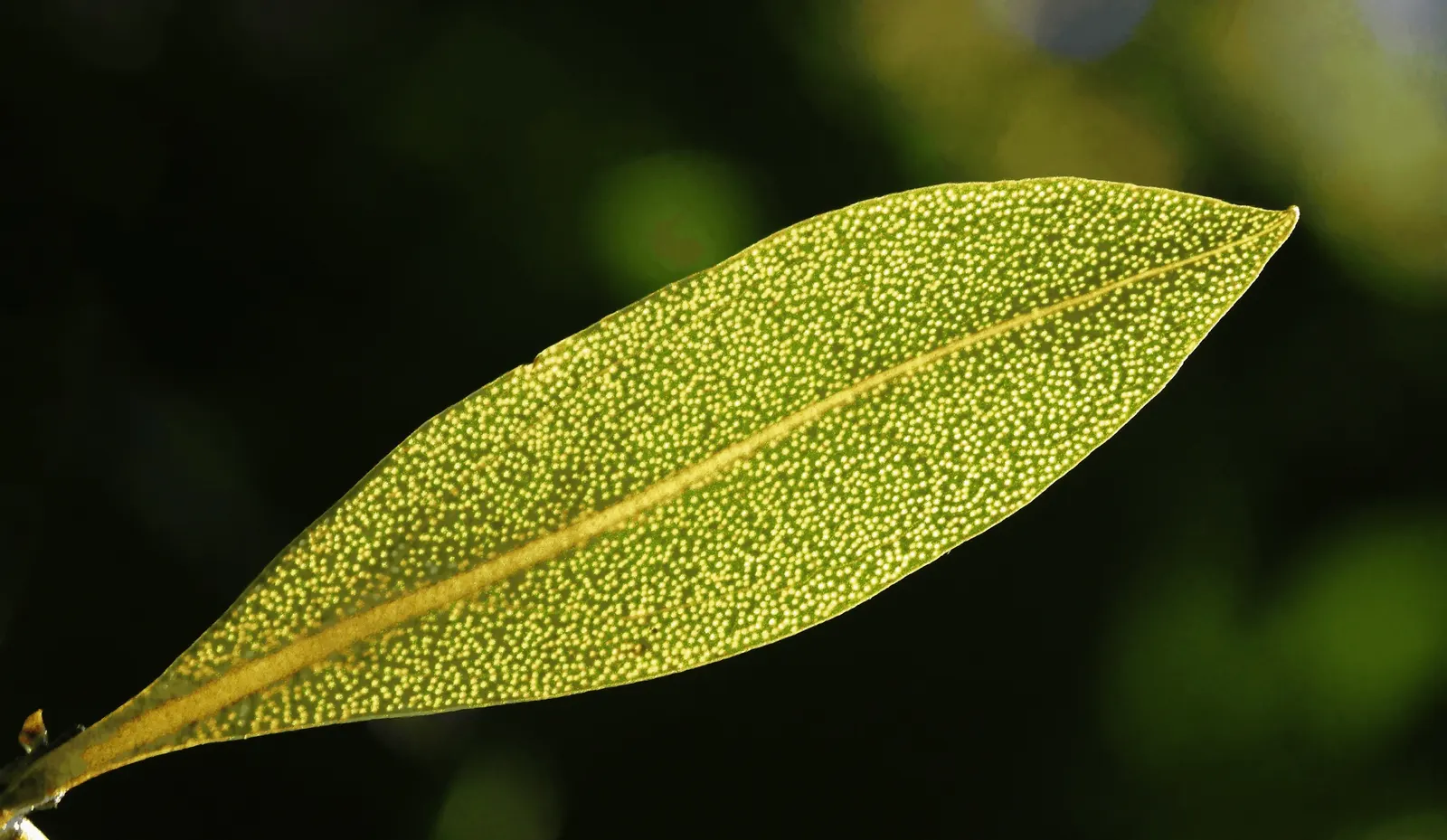 Myoporum (Myoporum Laetum) — as all parts of the plant are toxic if ingested and can irritate skin upon contact