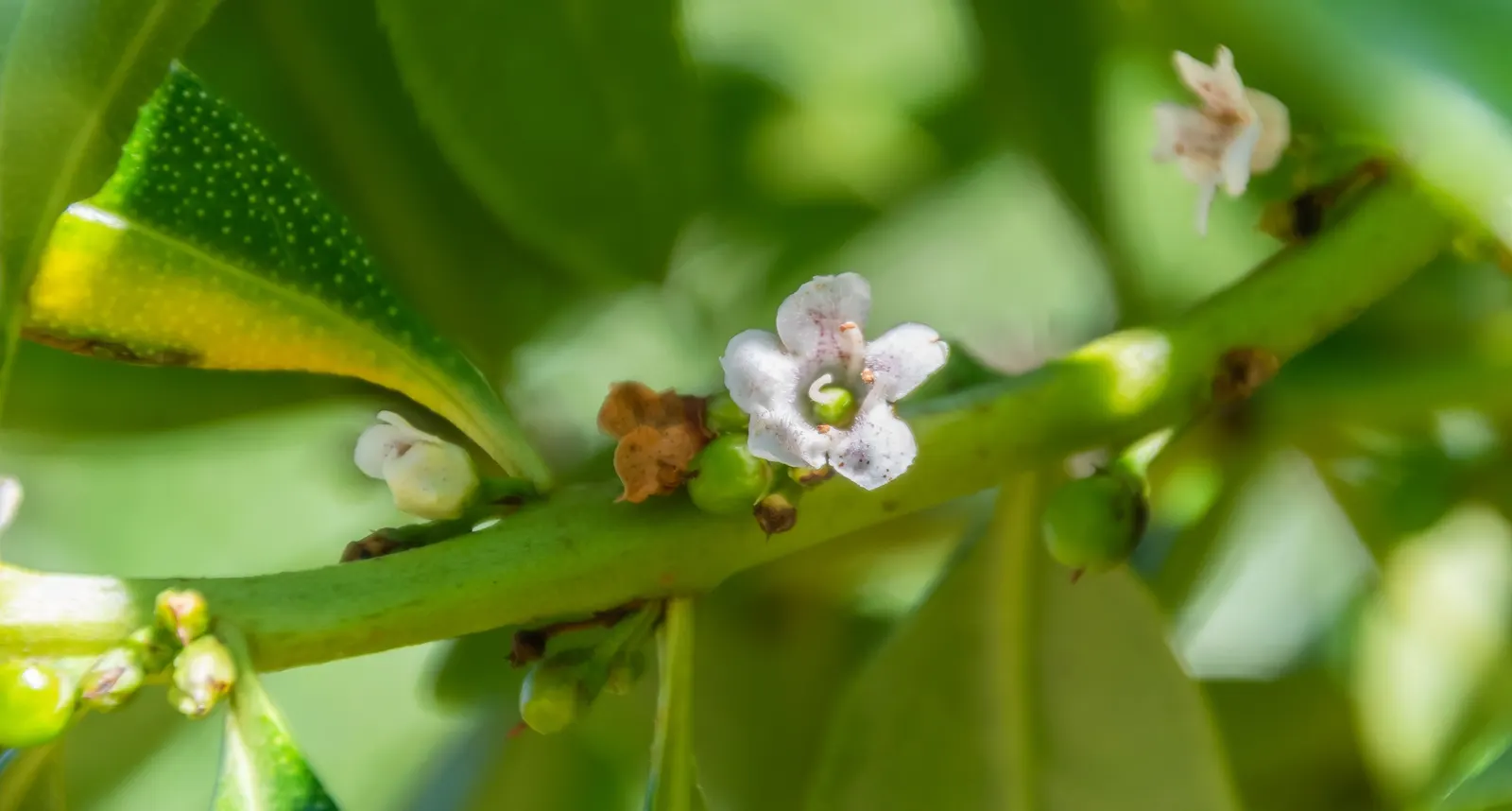 Myoporum (Myoporum Laetum) — boasting a width of 15 to 20 feet at maturity; offering added ecological value.<br><br>This species favors full sun, image 95