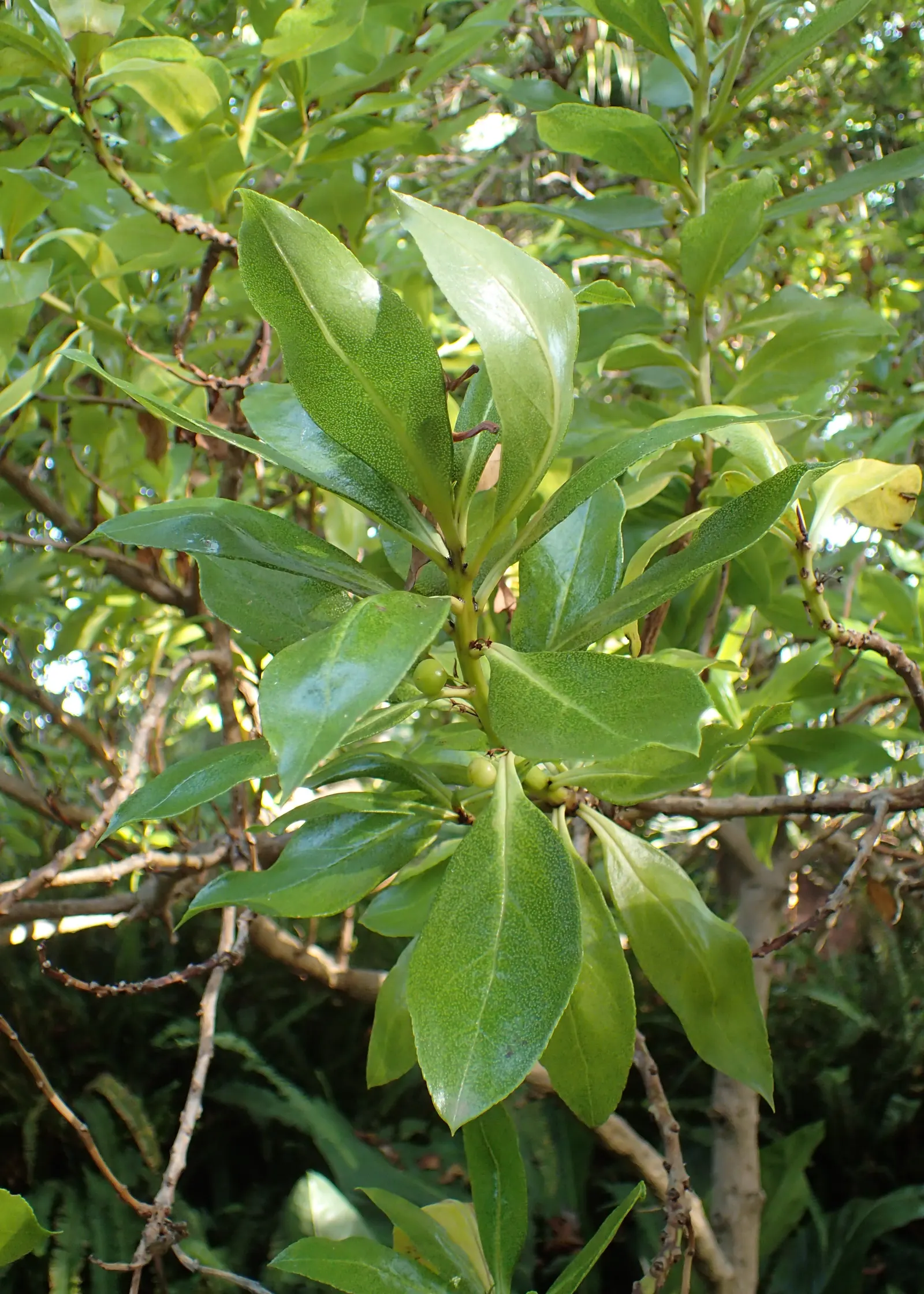 Myoporum (Myoporum Laetum) — this fast-growing tree can reach 20 to 30 feet in height; boasting a width of 15 to 20 feet at maturity, image 94