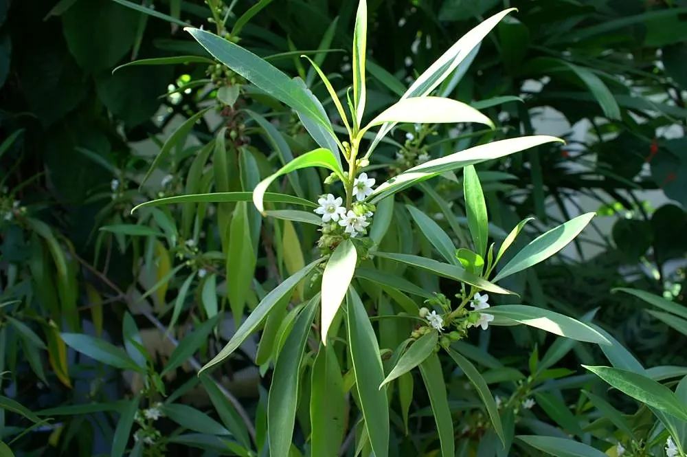 Myoporum (Myoporum Laetum) — These fruit are alluring to birds; reaching a mature height of 15-20 feet with a spread of 10-15 feet