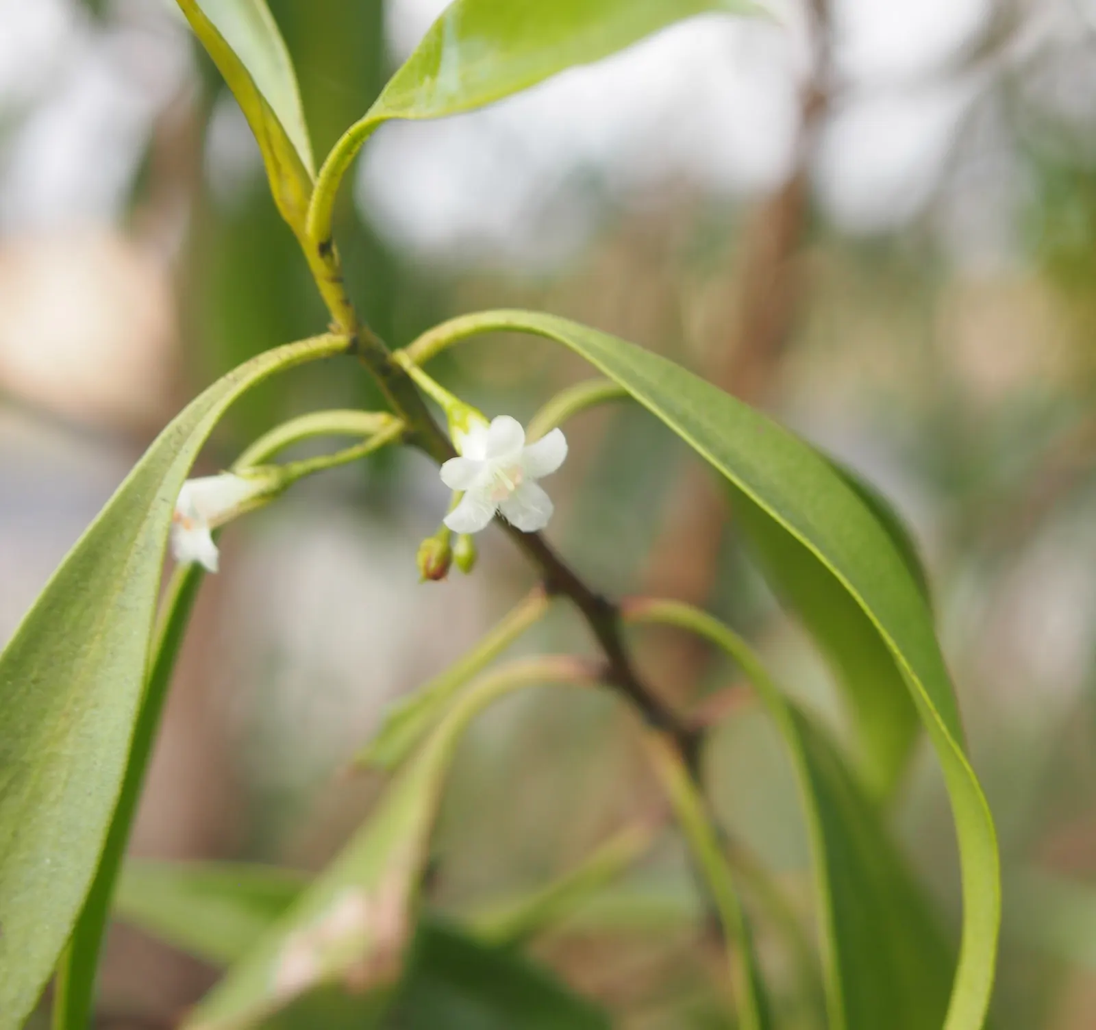Myoporum (Myoporum Laetum) — which later give way to small purple drupes; and placement should consider its ability to act as a windbreak or privacy screen